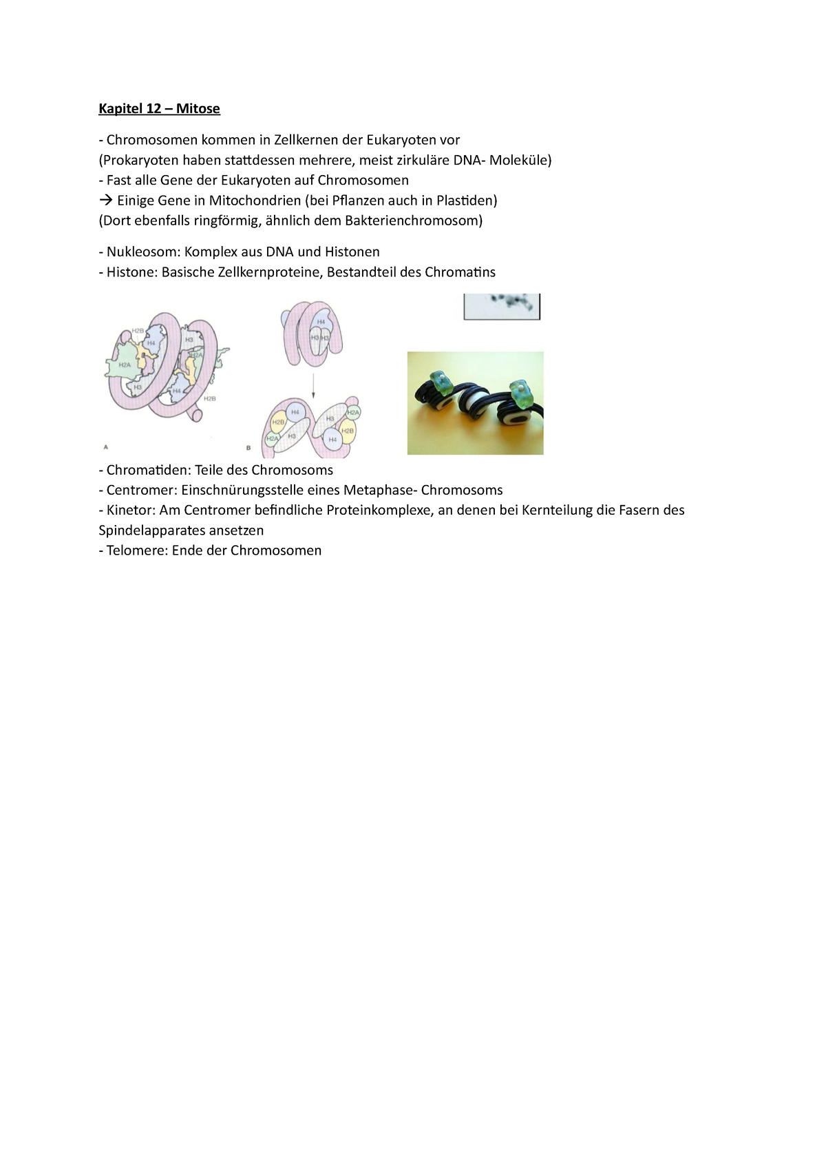 Kapitel 12 Mitose Vorlesungsnotizen 12 Praktikum Zellbiologie UHH StuDocu