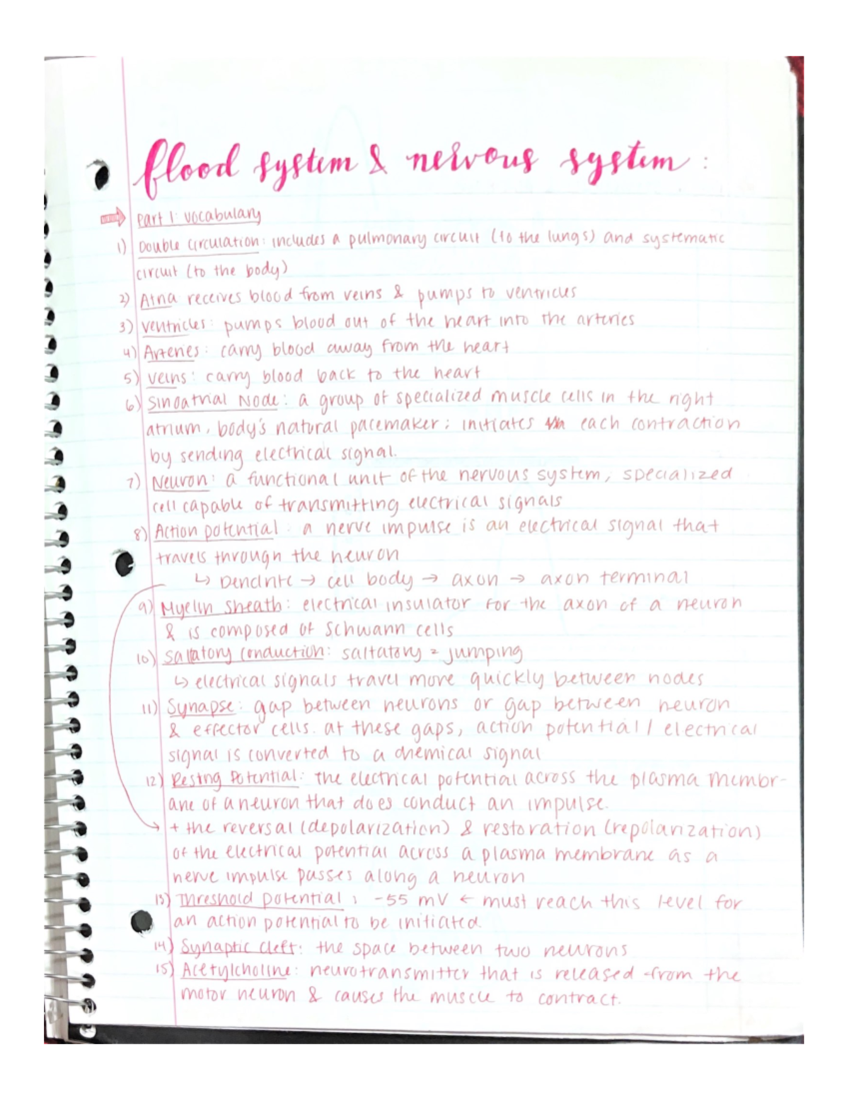 Blood Systems and Nervous Systems Review - BIO 202 - Studocu