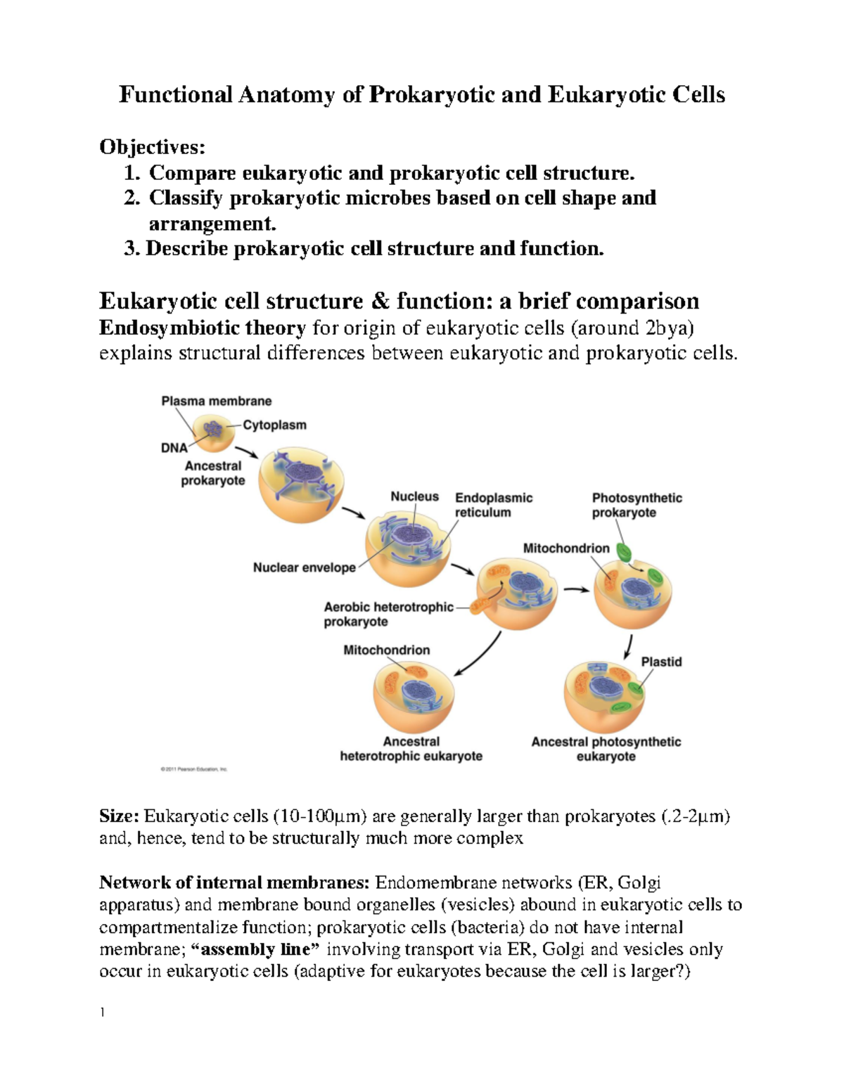 2 Functional anatomy of cells - Functional Anatomy of Prokaryotic and ...