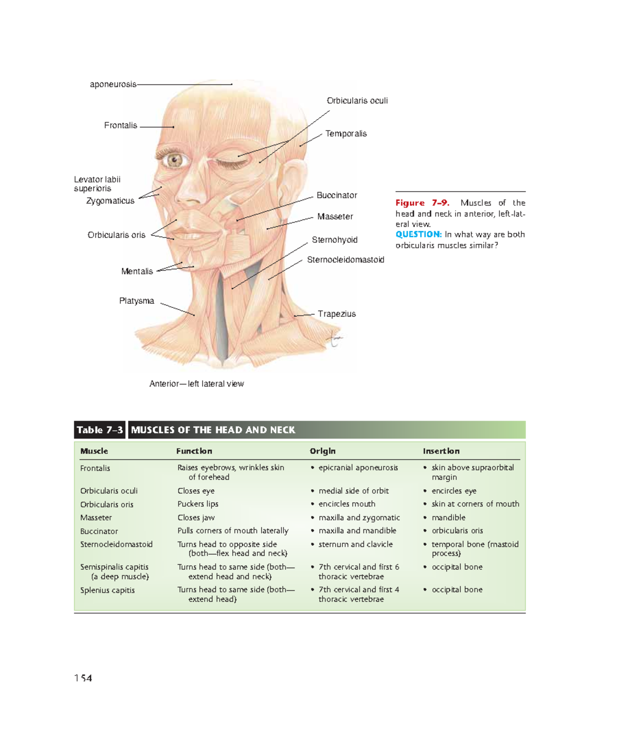 Biology - Health BODY 18 - Levator labii superioris Zygomaticus ...