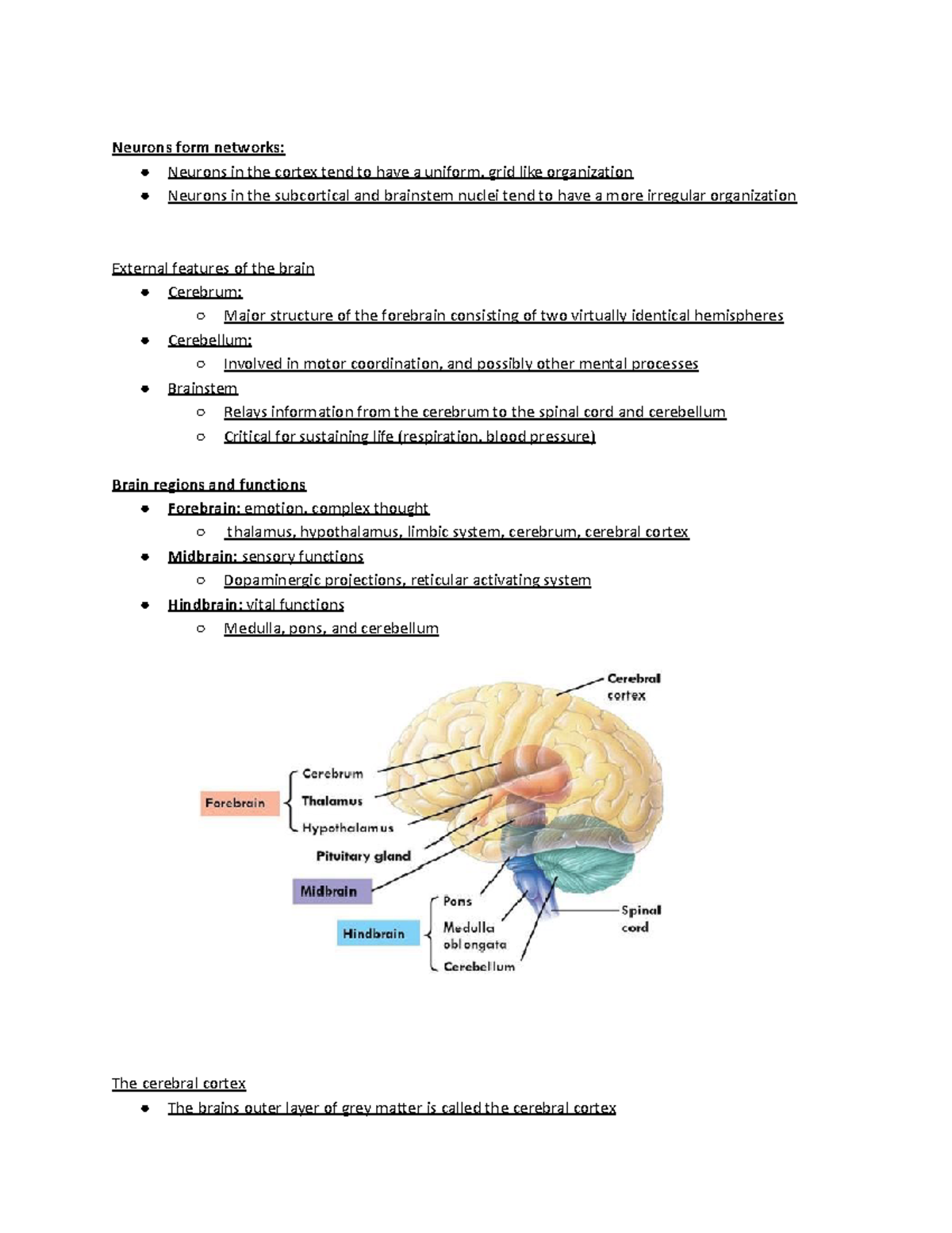 Neuro notes - Neurons form networks: Neurons in the cortex tend to have ...