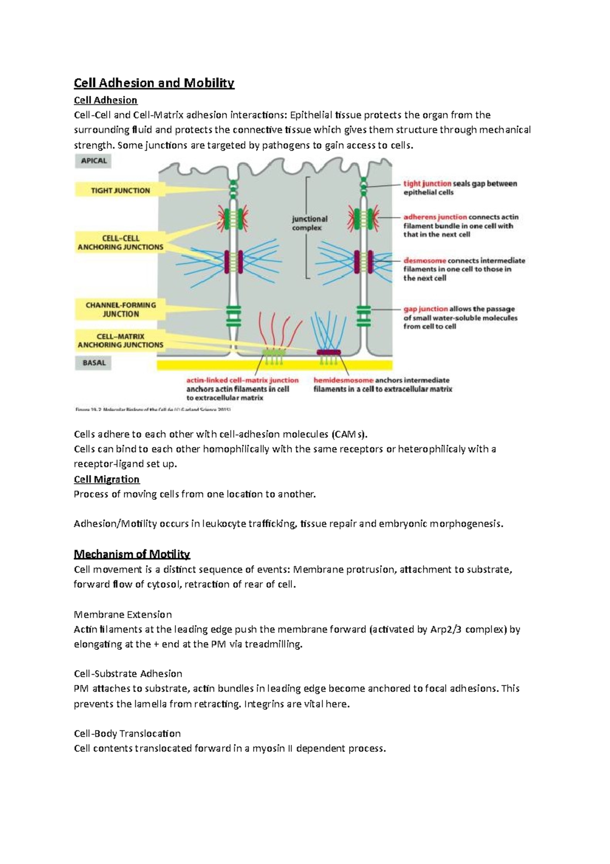 15 - Adhesion and Motility - Cell Adhesion and Mobility Cell Adhesion ...