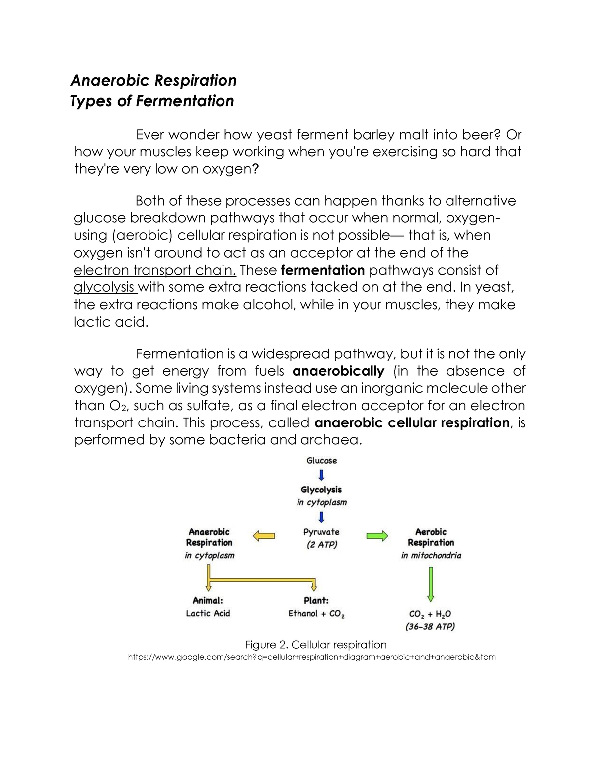 Anaerobic-Fermentation - Anaerobic Respiration Types of Fermentation