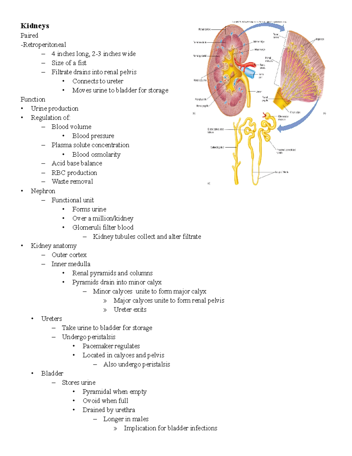 kidney-notes-kidneys-paired-retroperitoneal-4-inches-long-2-3