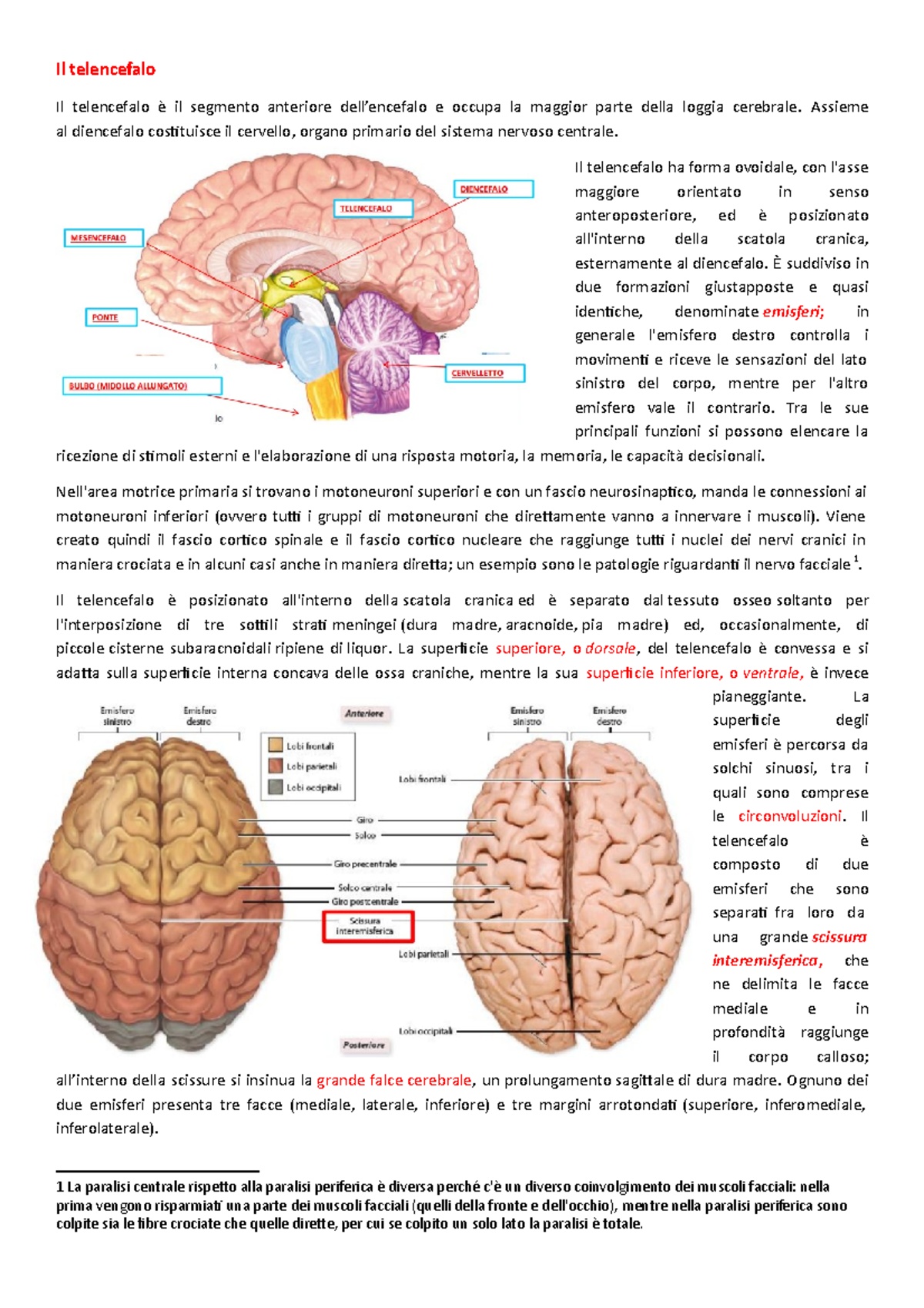 telencefalo anatomia - Il telencefalo Il telencefalo è il segmento ...