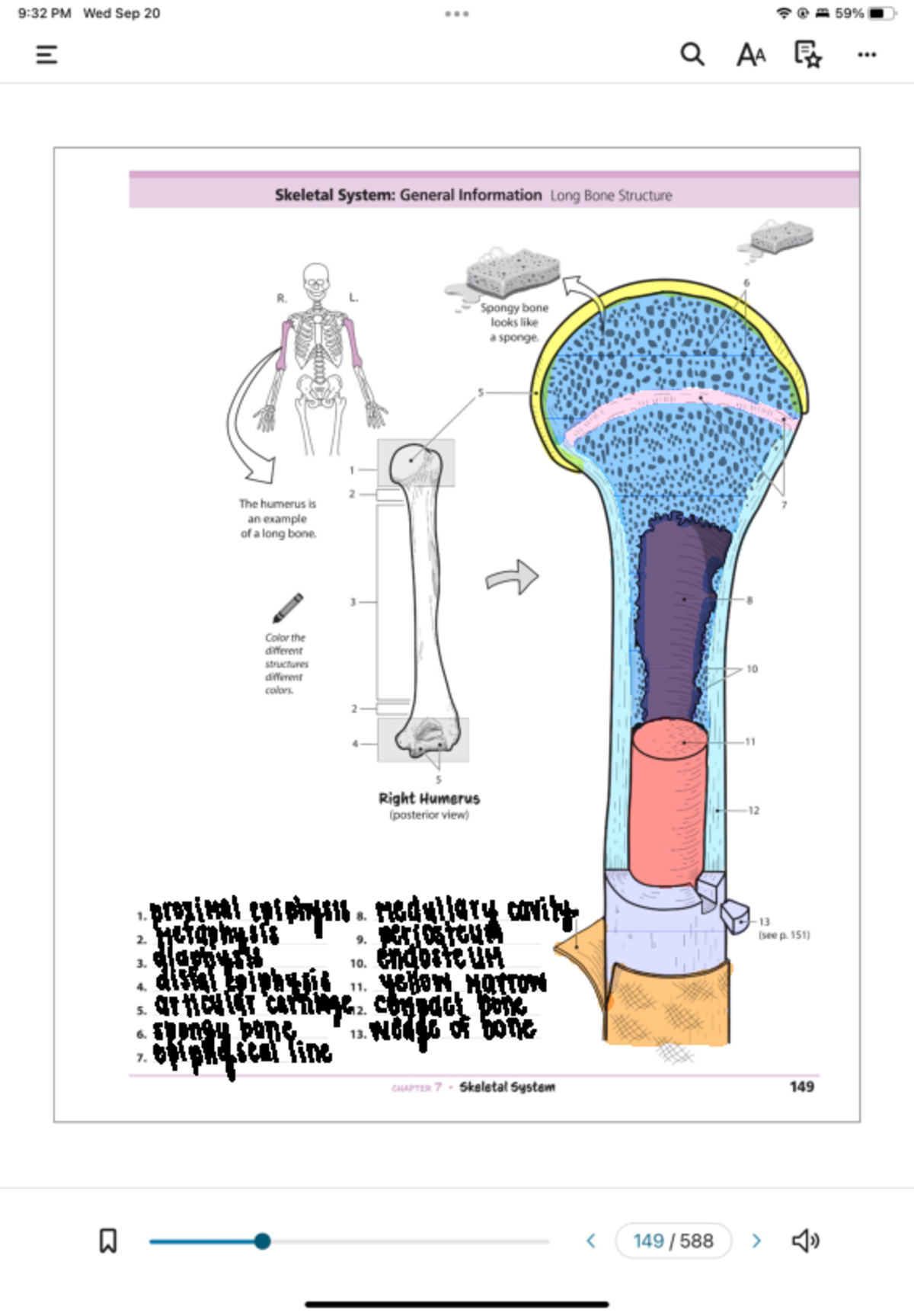 Homework 4 - Skeletal System - BYS 313L - Studocu