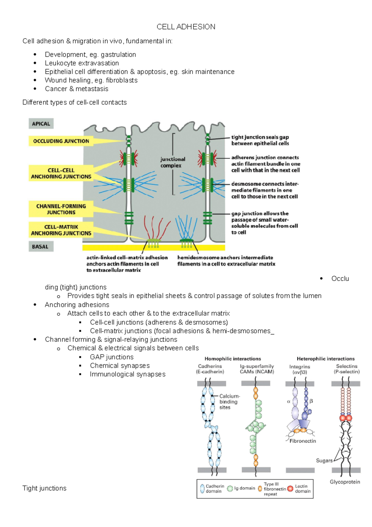 14 CELL Adhesion - lecture 14 notes - CELL ADHESION Cell adhesion ...