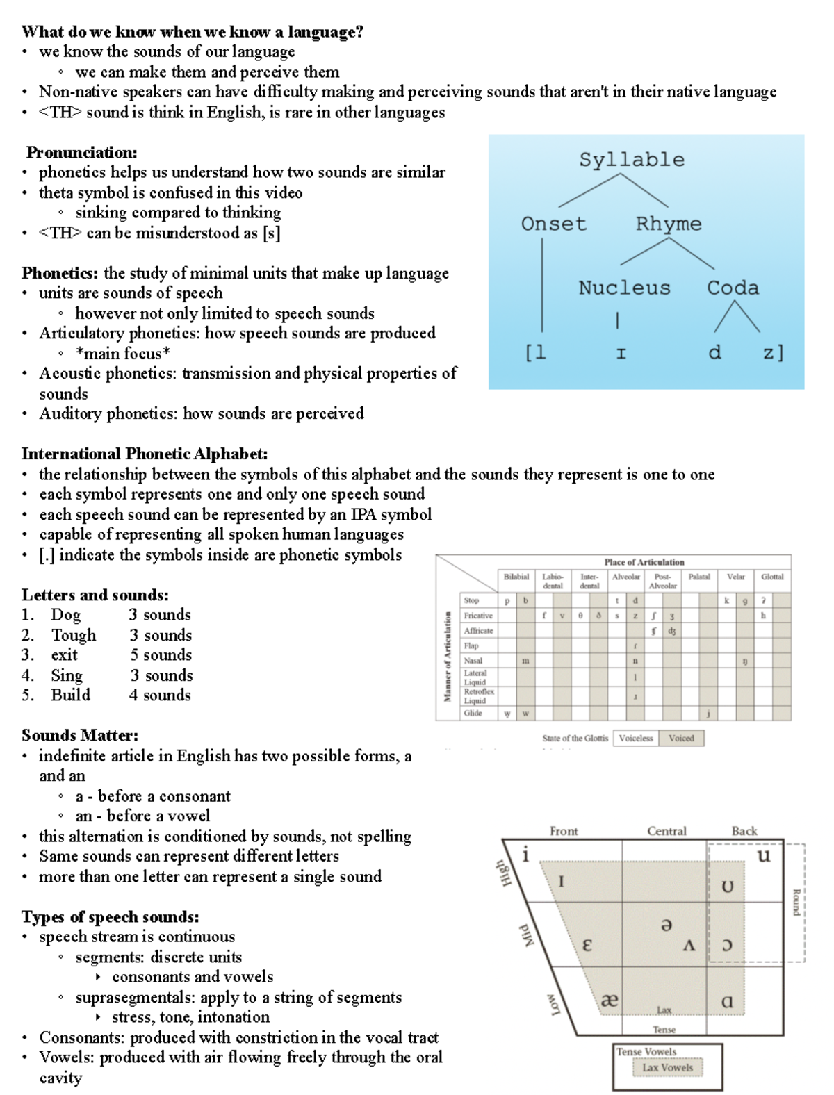 Phonetics 1 - lecture notes - What do we know when we know a language ...