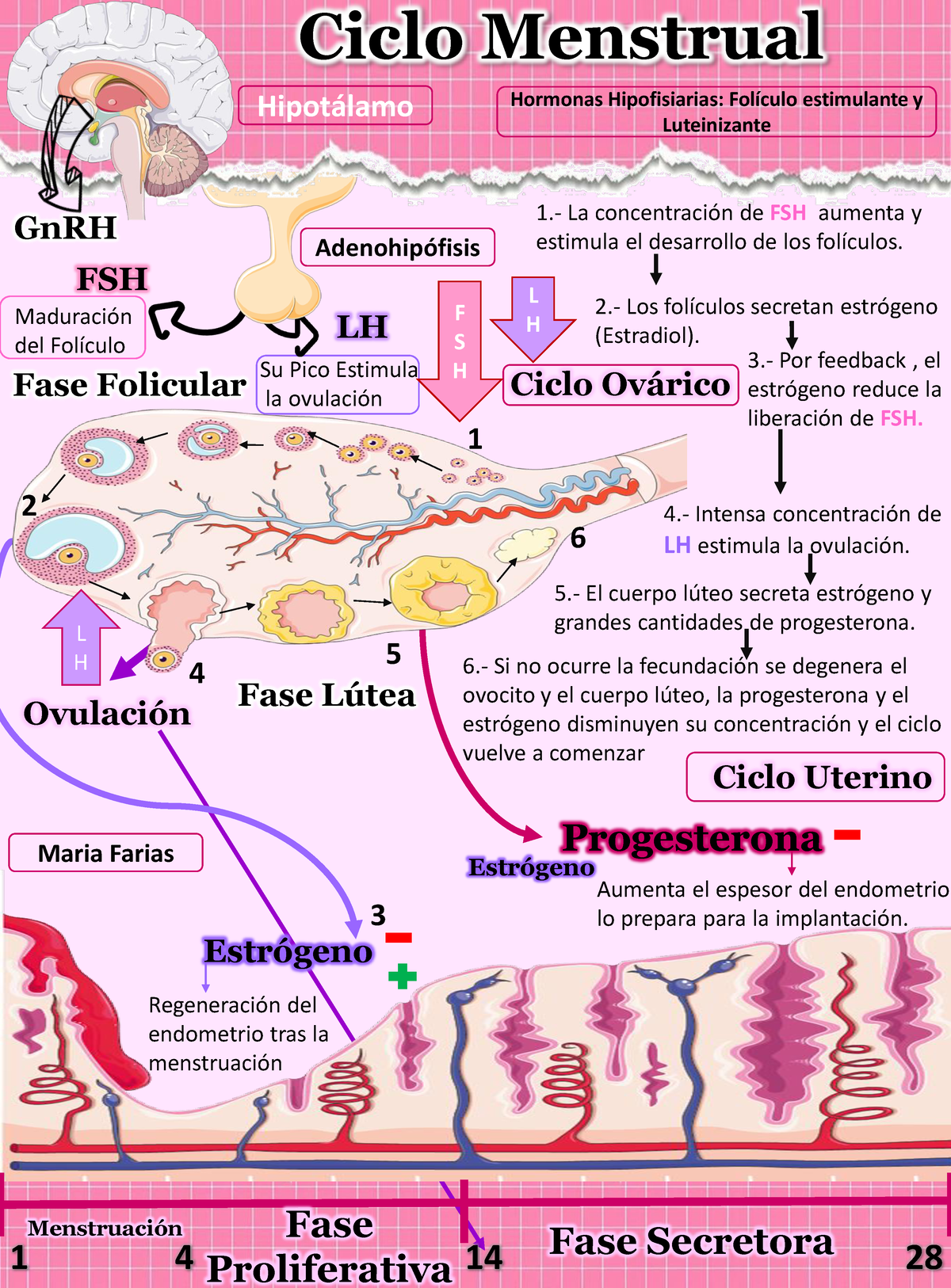 Esquema Ciclo Menstrual Mf Su Pico Estimula La OvulaciÛn MaduraciÛn Del FolÌculo Ciclo Ov·rico 7061