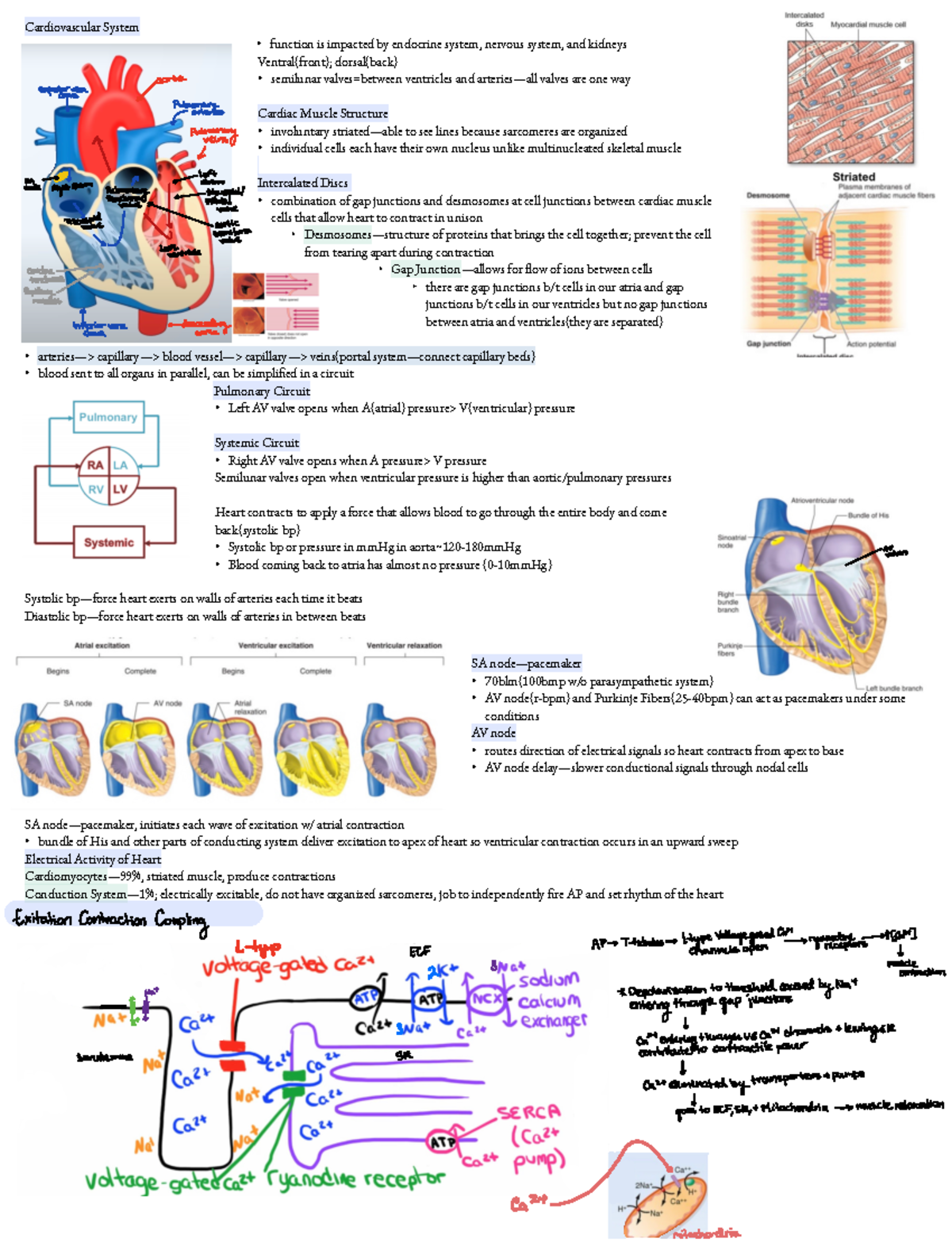 Cardiovascular System(NPB 101) - Cardiovascular System - function is ...