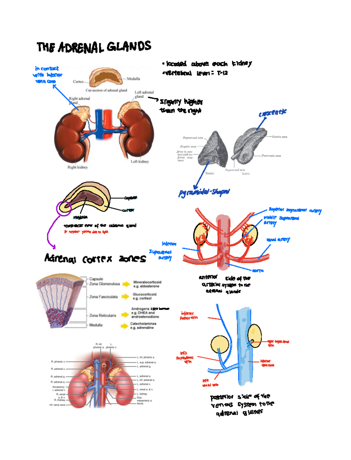 The Abdomen- Regional Anatomy - THEADRENALGLANDS incontact withinterior ...