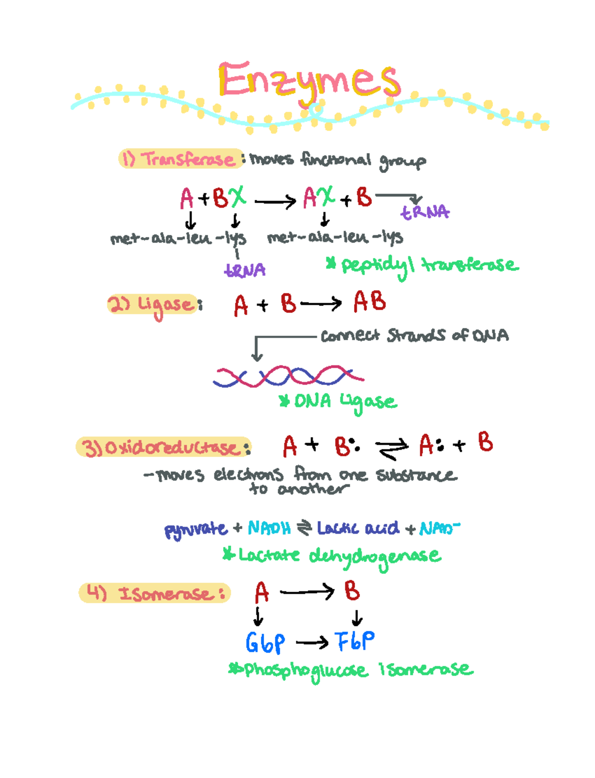 Important Enzymes - NO NO NO NONO - t IIE 1 Transferase moves ...