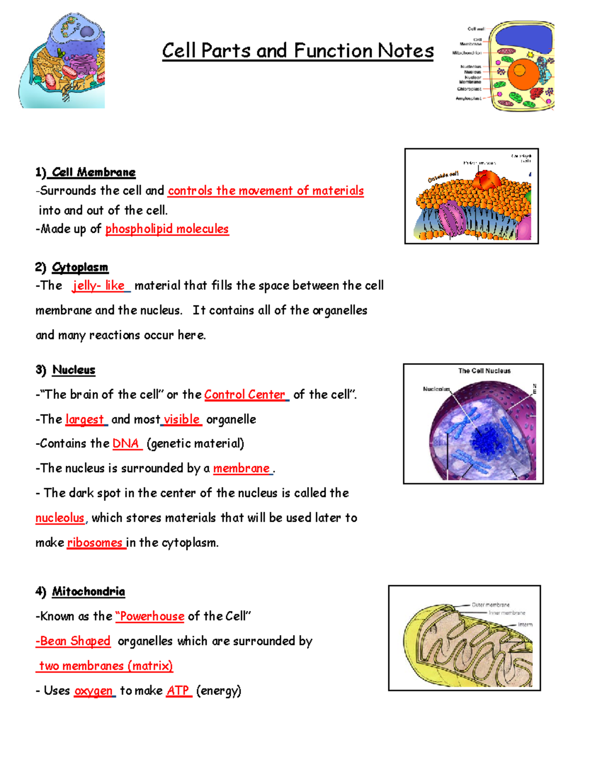Cell Parts and Function Notes Key 2015 - Cell Parts and Function Notes ...