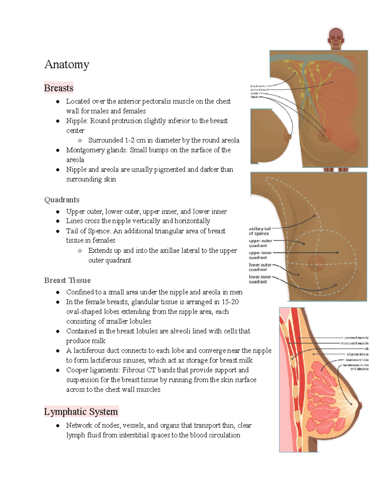 UVA NUCO 2330 - Breast and Lymphatics - Anatomy Breasts Located over ...