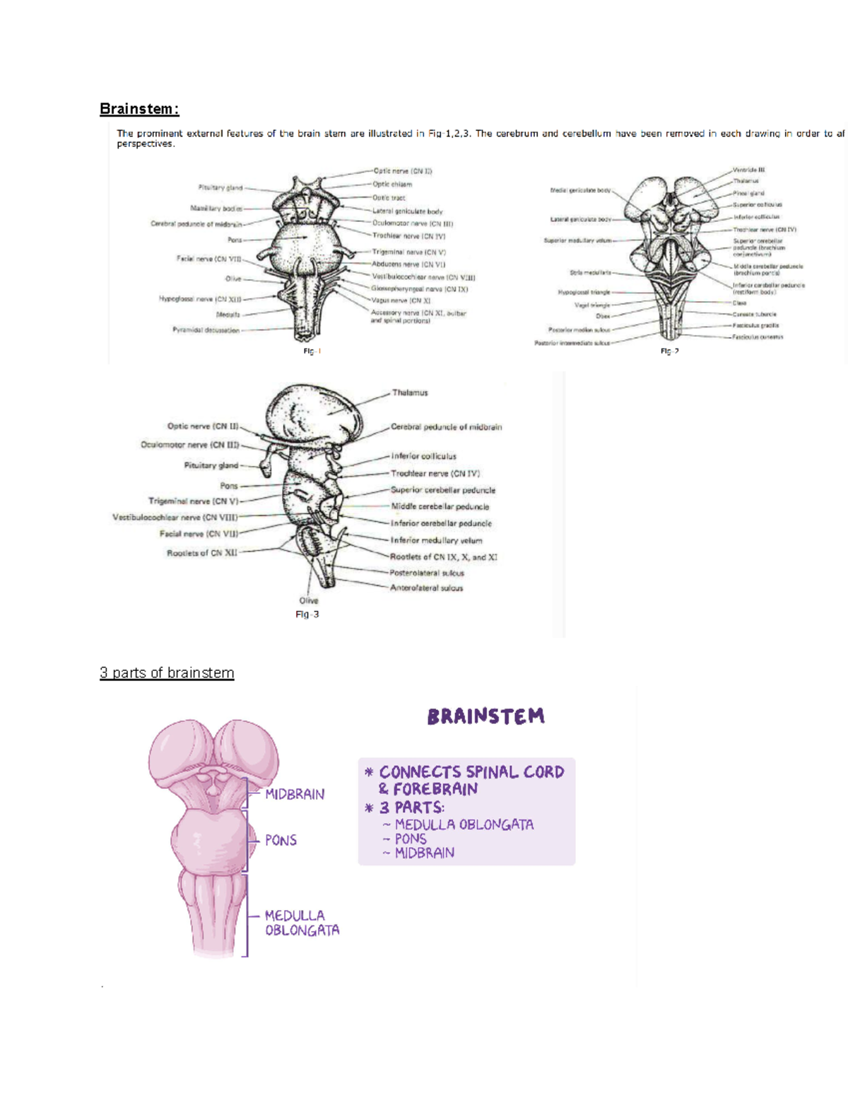 Brainstem - stufff on what the wek - Brainstem: 3 parts of brainstem 1 ...