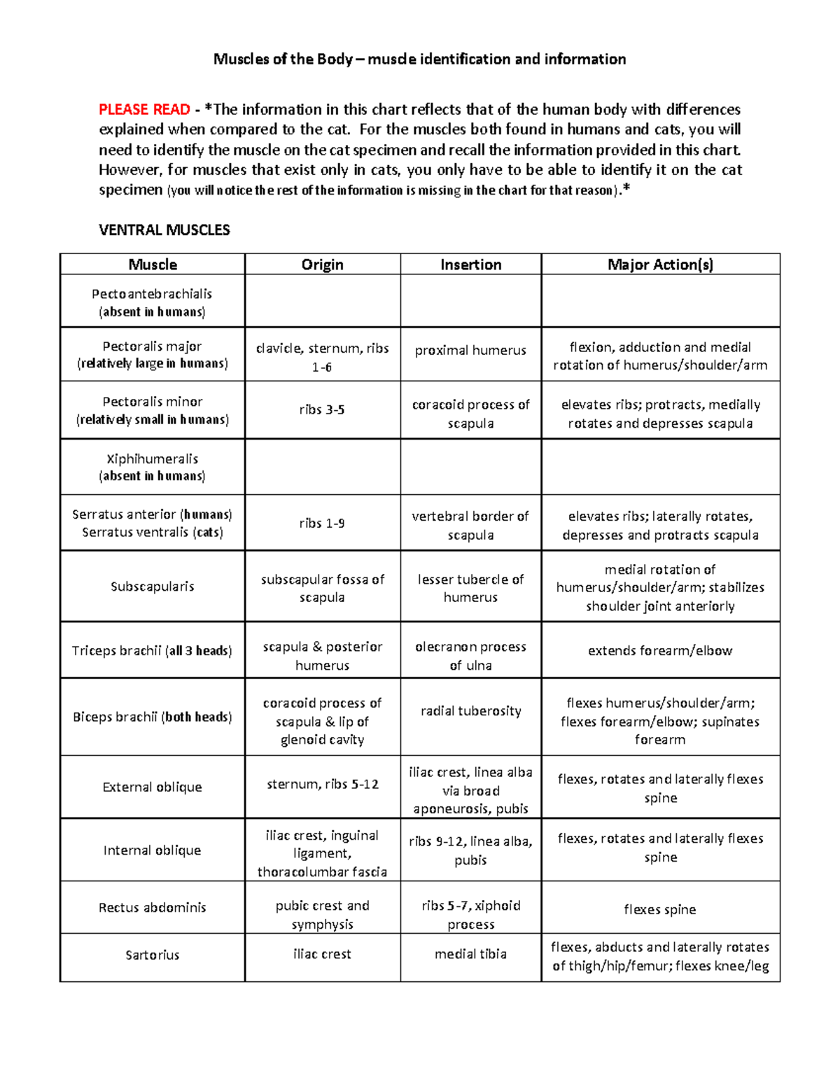 Cat muscle identification muscle sheets PLEASE READ *The