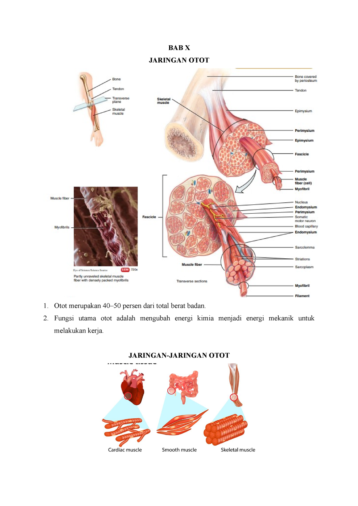Anatomi Kedokteran Jaringan Otot Bab X Jaringan Otot Otot Merupakan