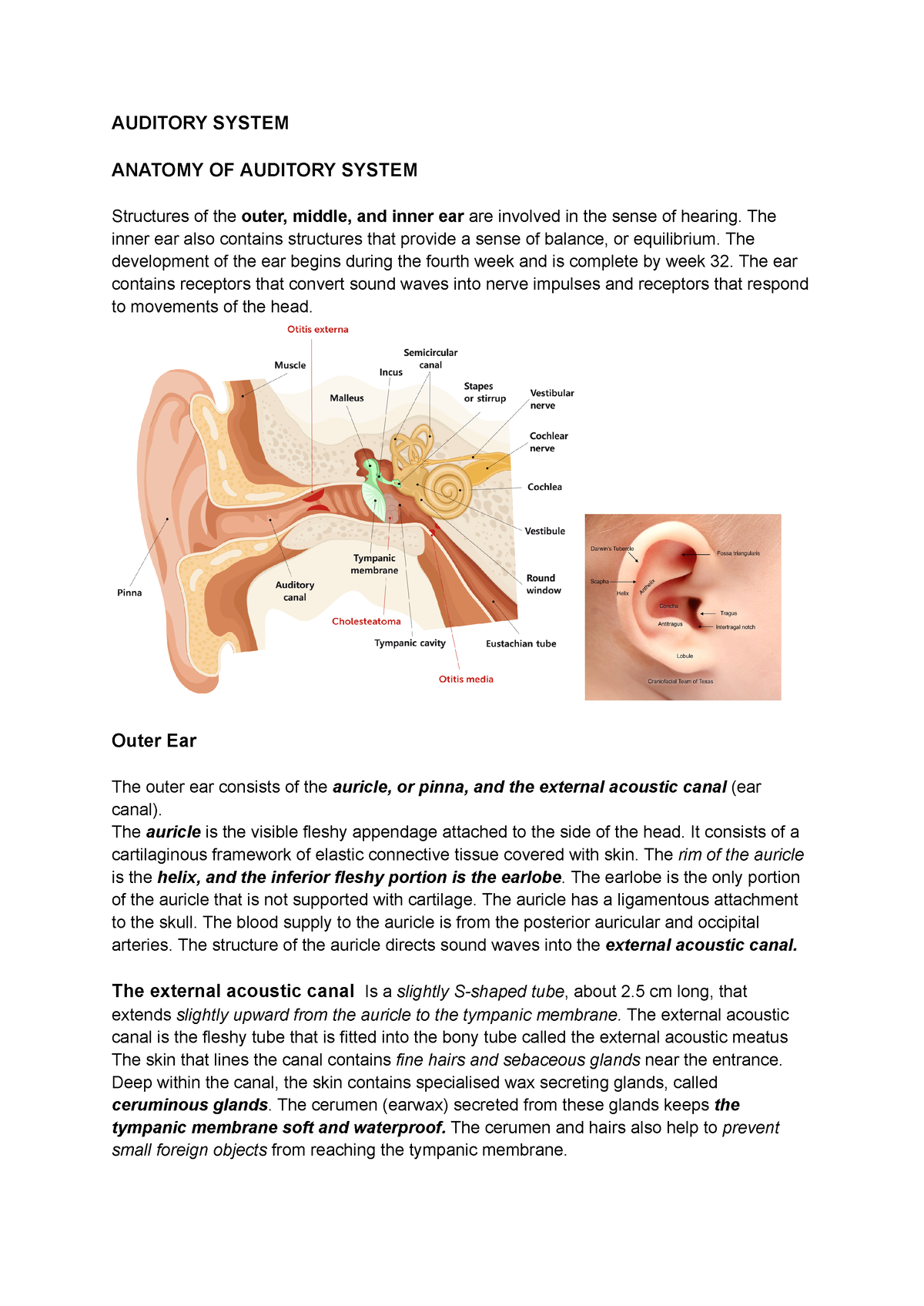 Auditory system - AUDITORY SYSTEM ANATOMY OF AUDITORY SYSTEM Structures ...