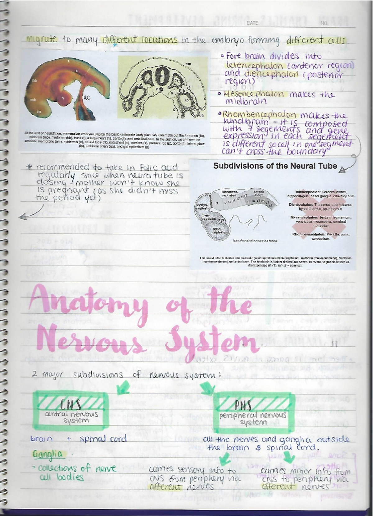 Anatomy of Nervous System note - ANAT0001 - Studocu