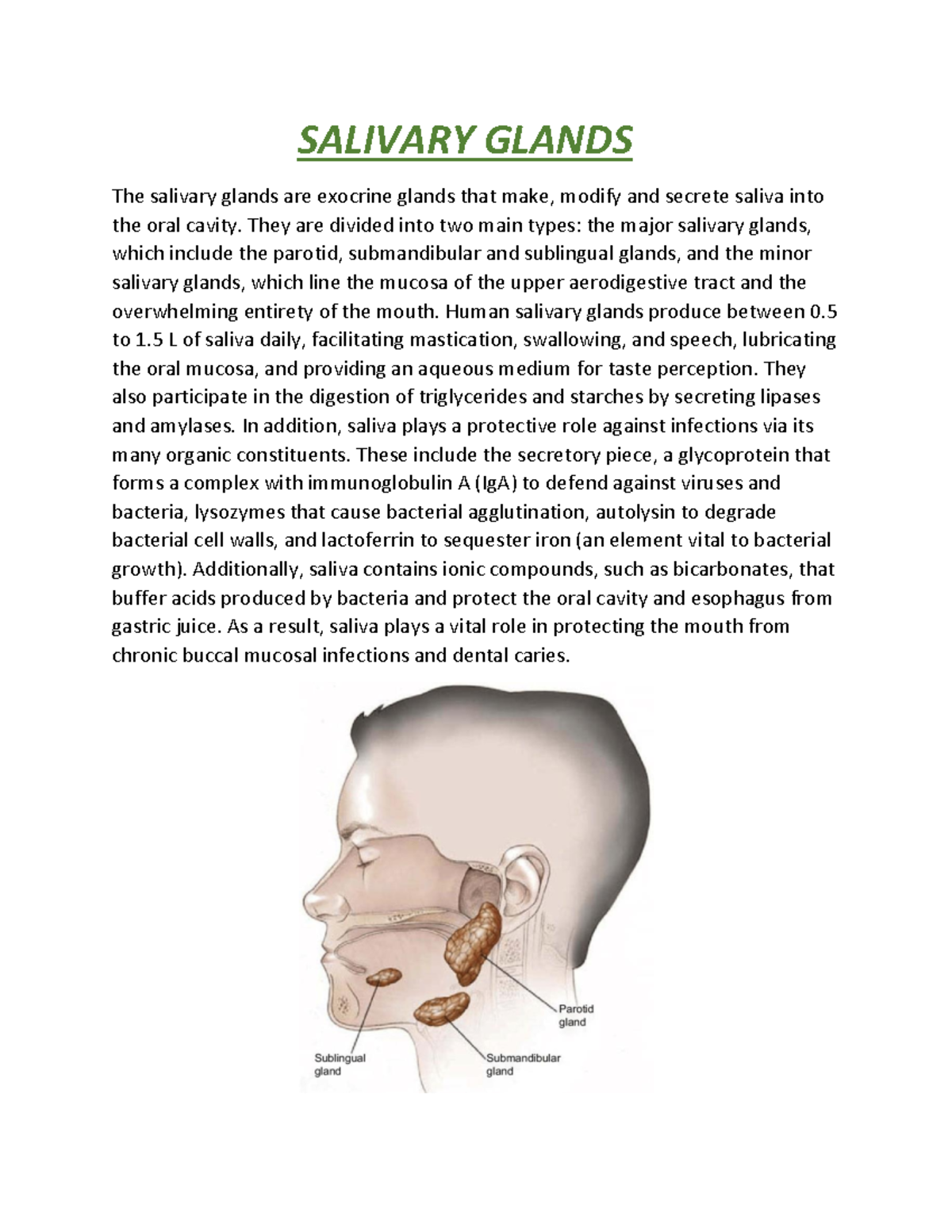 Salivary Glands SALIVARY GLANDS The salivary glands are exocrine