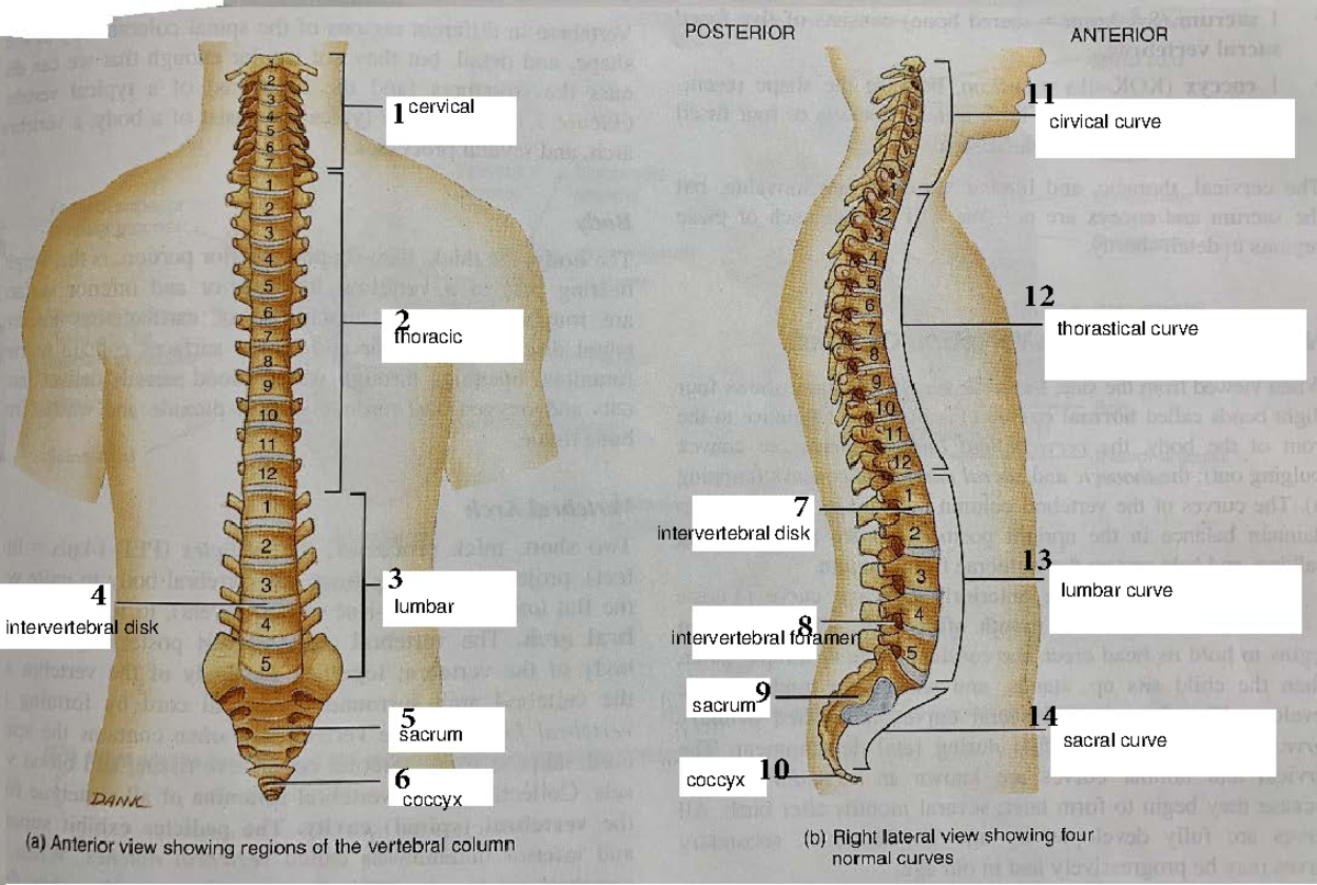 Vertebrae and Rib Packet - 18 - 156 - - Studocu