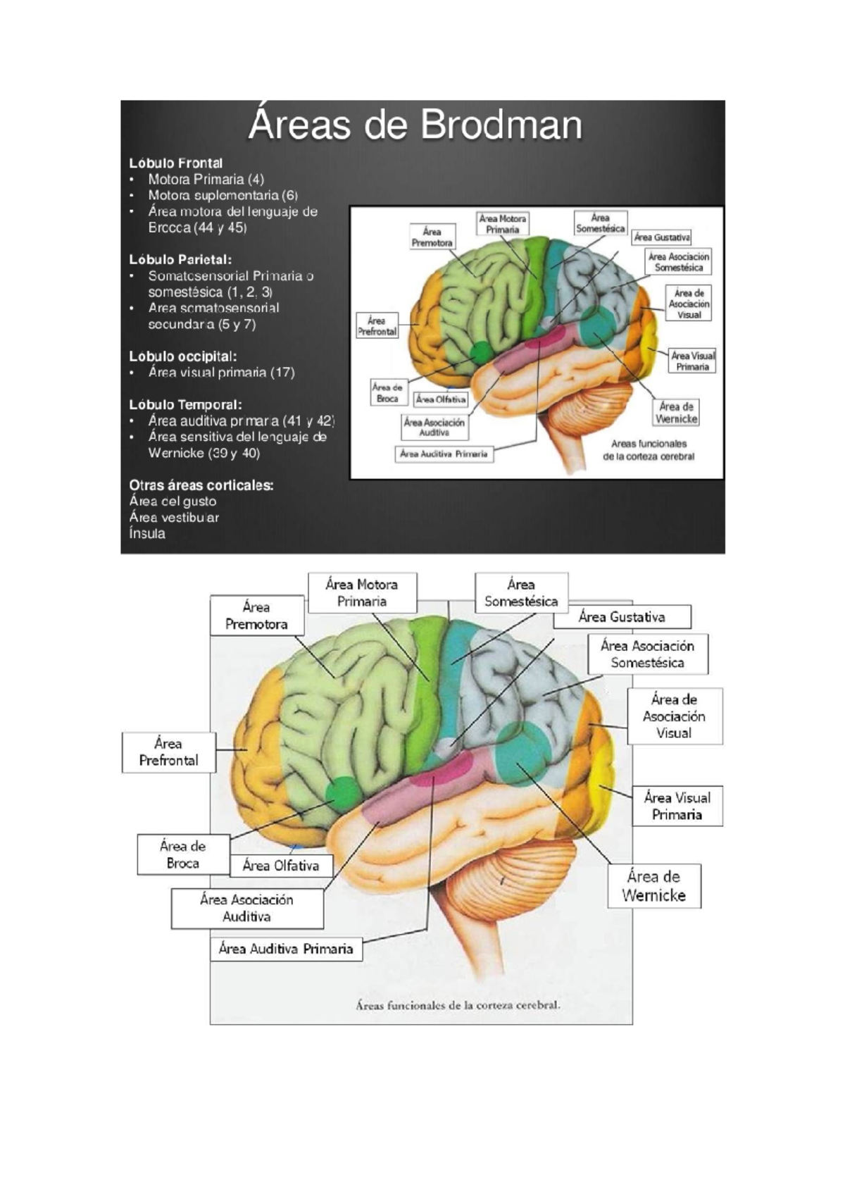 Area de brodmann - BrodmannÁrea de Nombre del córtex Área 22 ...