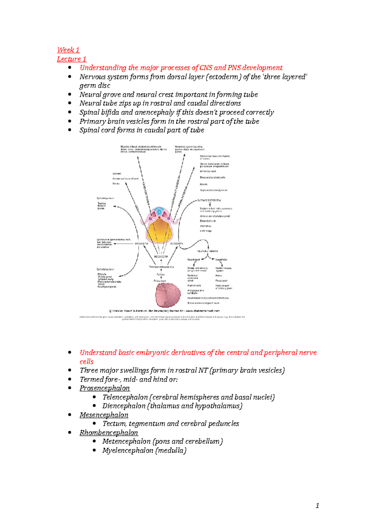 Neural And Visceral Anatomy - Lecture Notes - Week 1 - Week 1 Lecture 1 