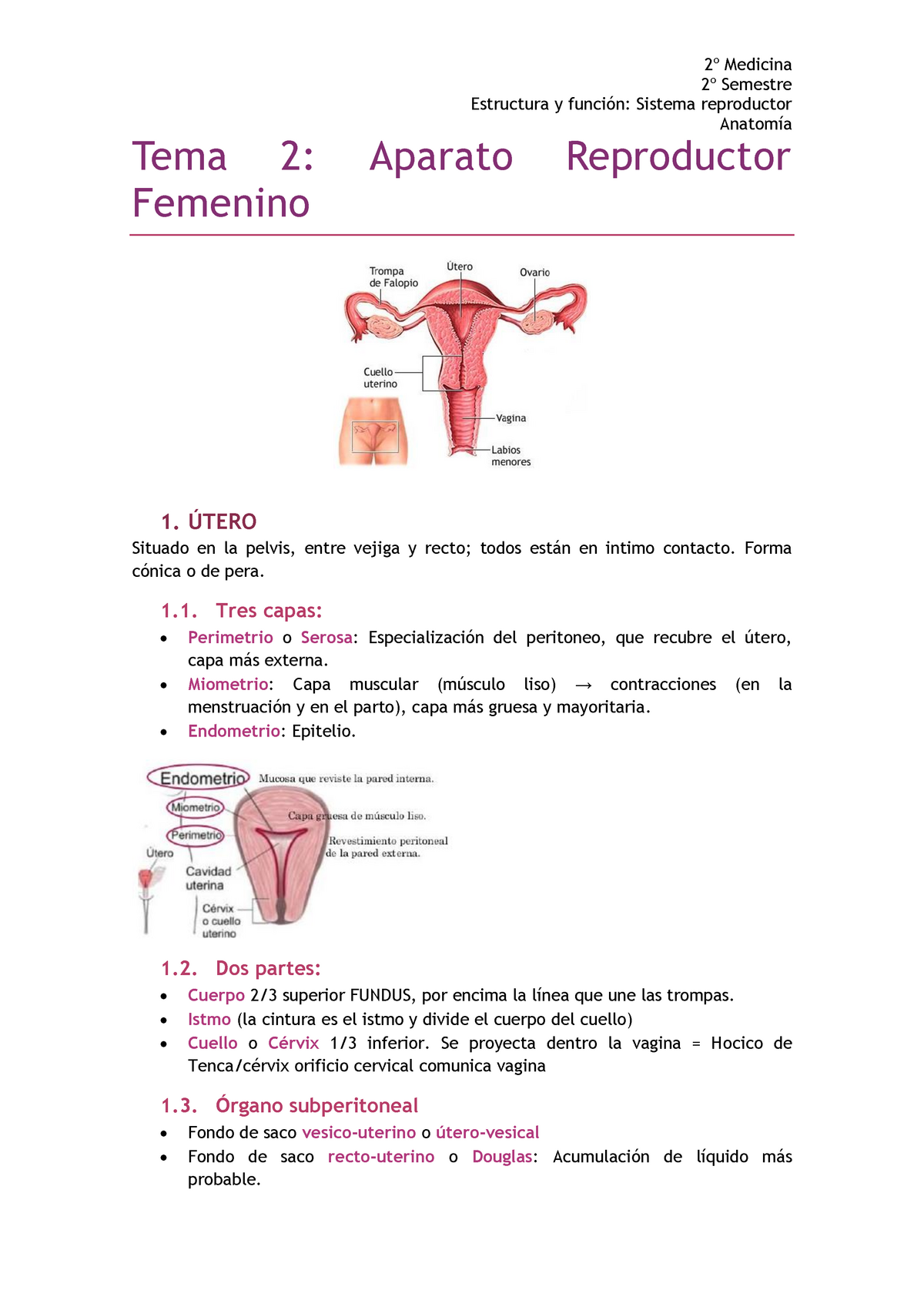 2 Aparato Reproductor Femenino Tema 2 Femenino Medicina Semestre