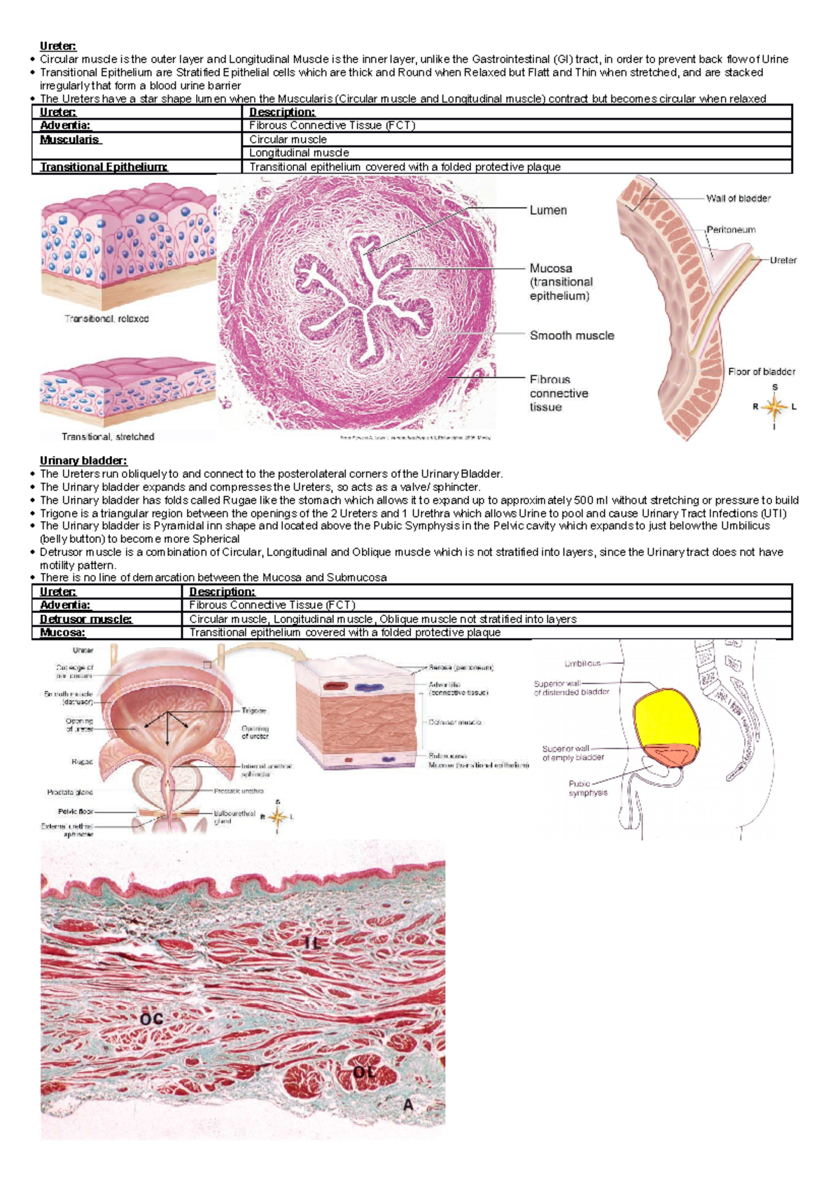 HUBS 192 - Lecture 34 (The Ureters, Bladder and Urethra) - Ureter ...