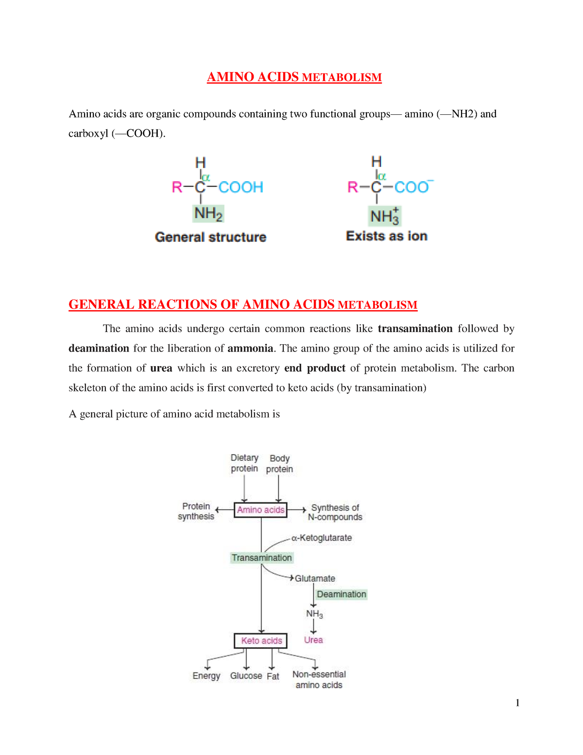 Aminoacid Metabolism PDF Biochemistry - AMINO ACIDS METABOLISM Amino ...