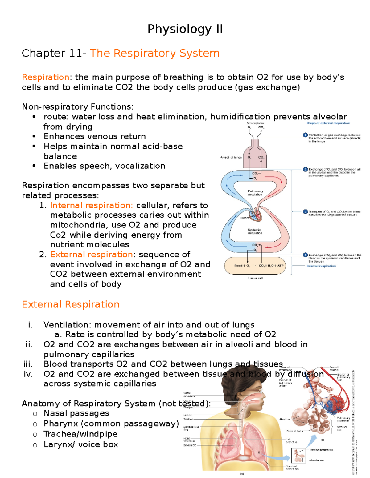 assignment respiratory system