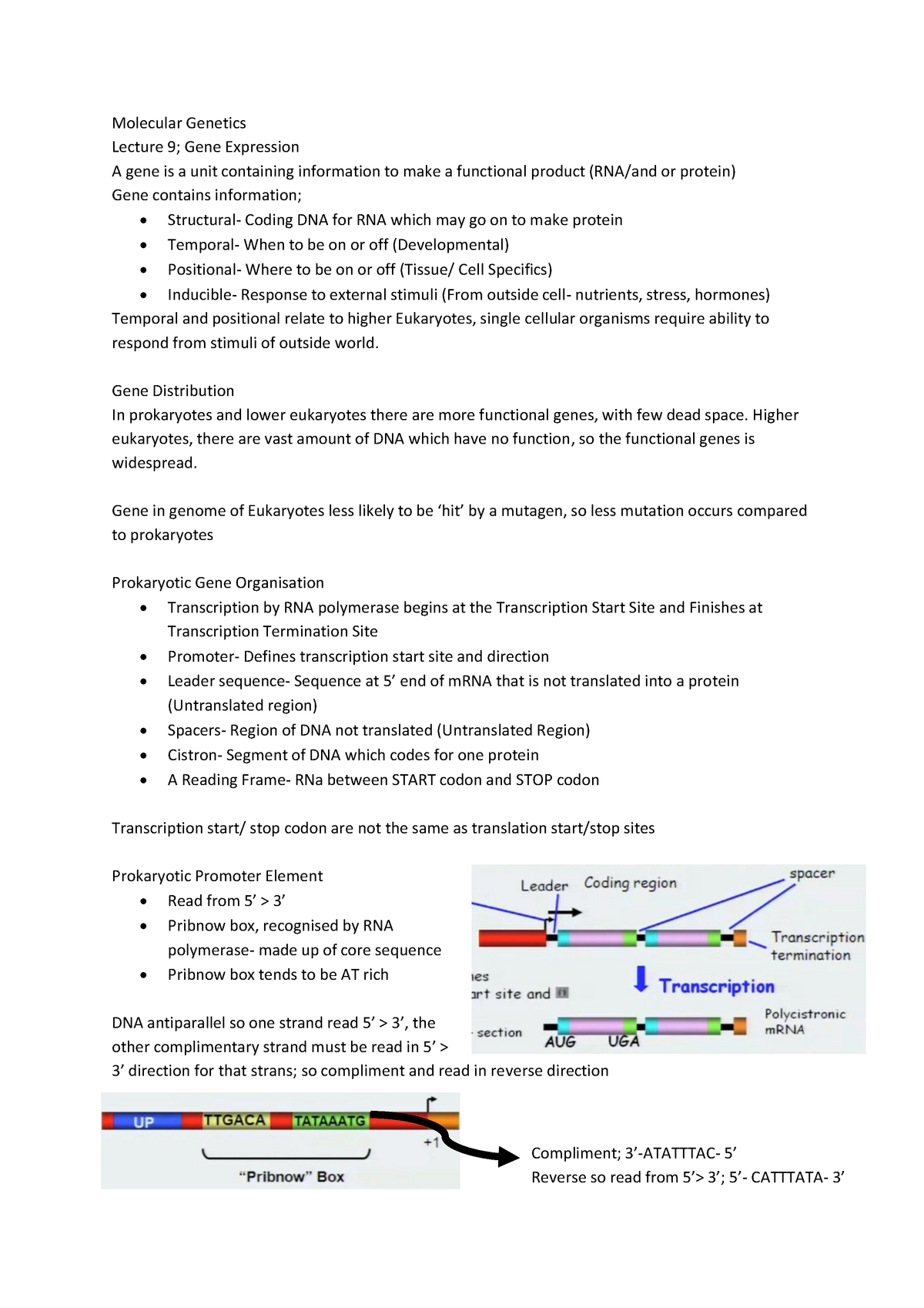 molecular genetics essay