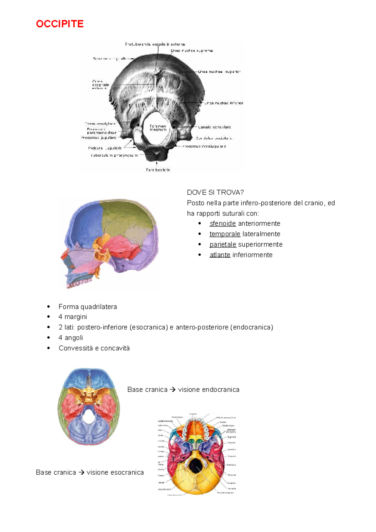 Ossa Del Cranio Occipite Occipite Dove Si Trova Posto Nella Parte Infero Posteriore Del