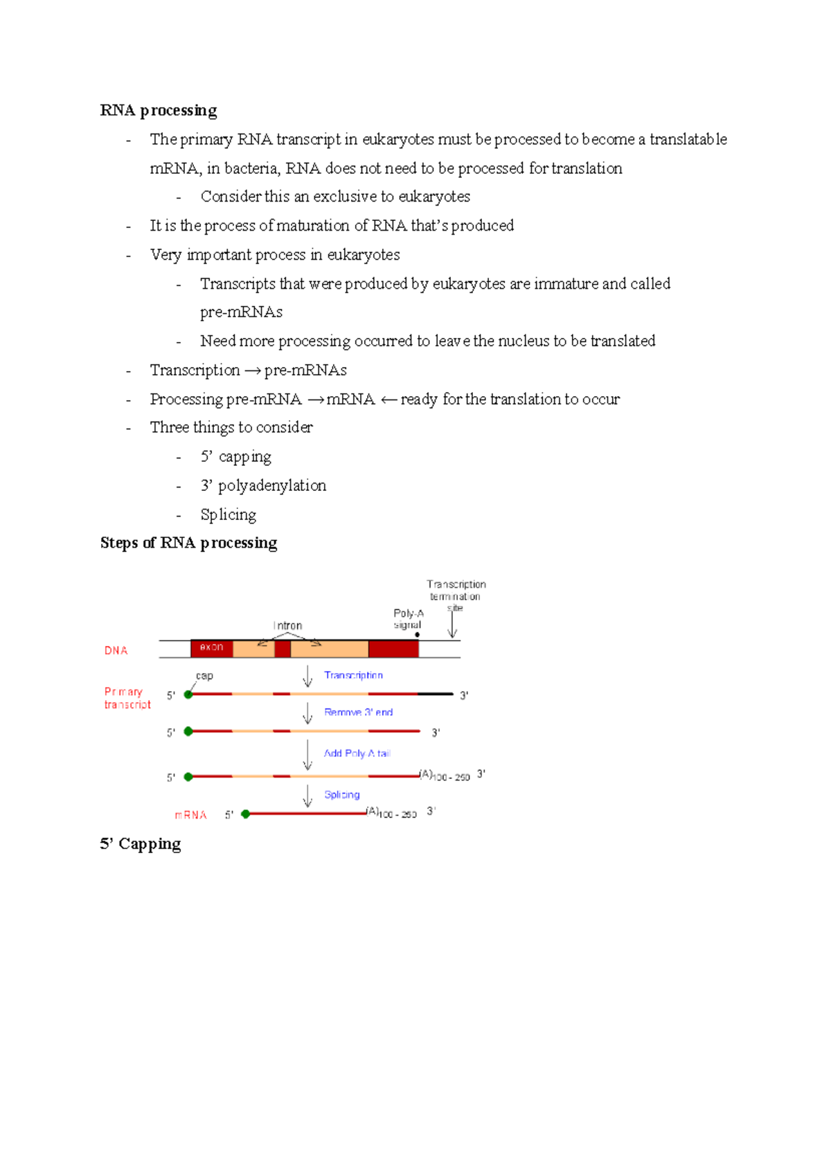 Bio chem 2280 topic 20 - RNA processing - The primary RNA transcript in ...