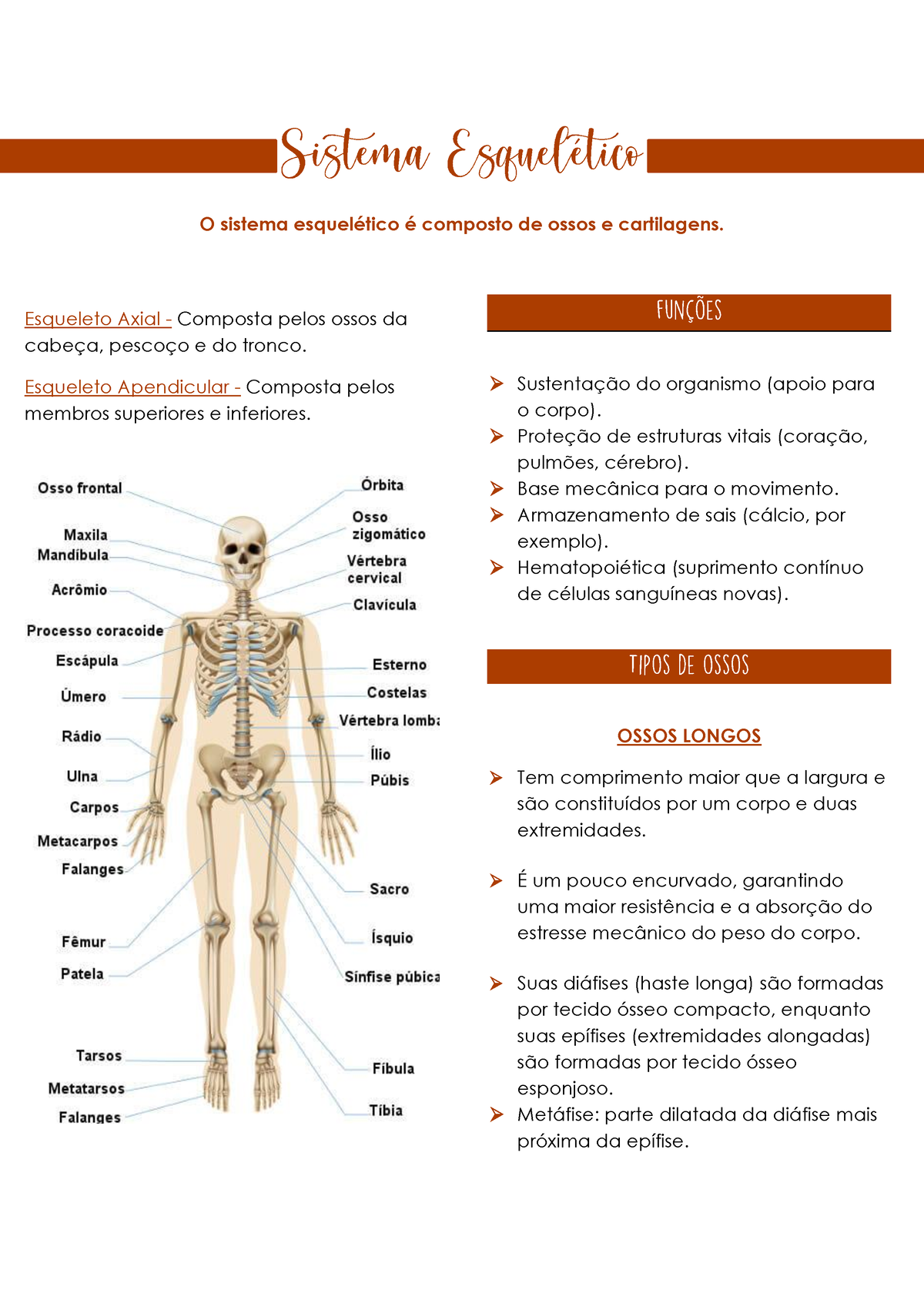 Sistema Esquelético - Anatomia - O sistema esquelético é composto