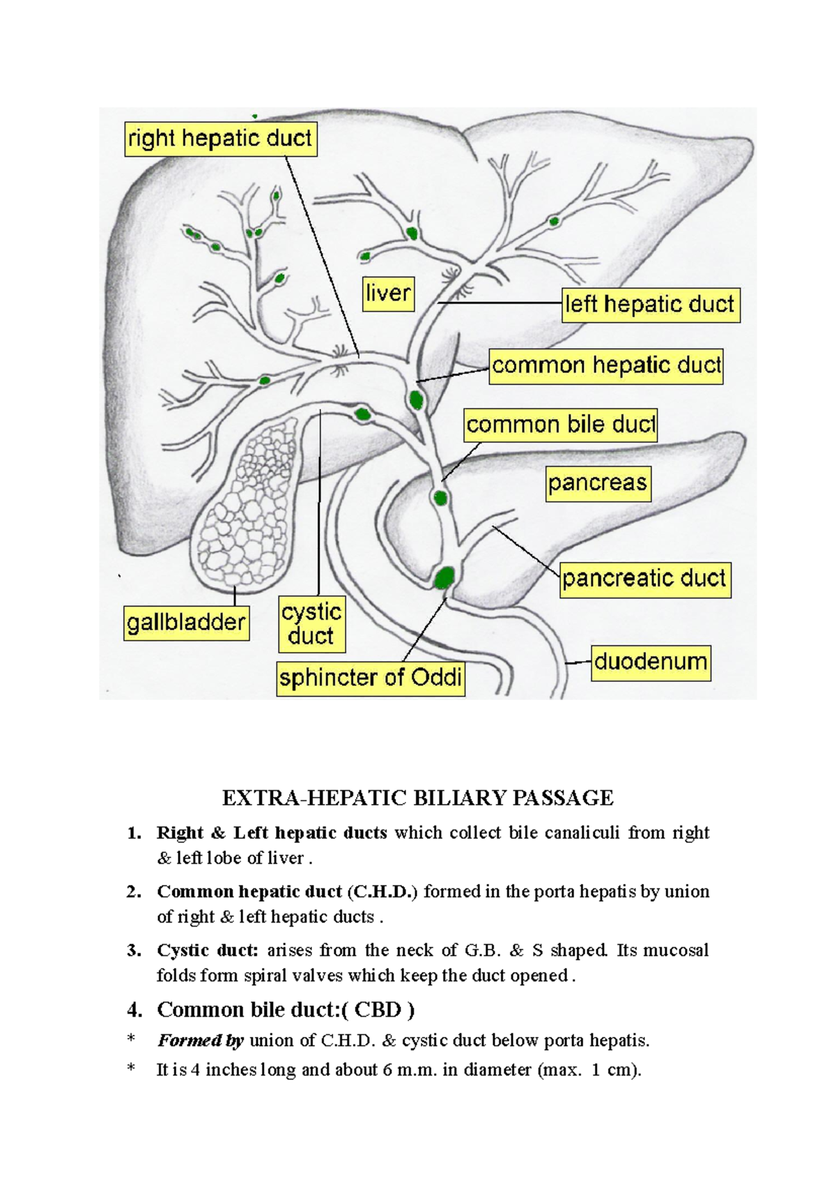 Anatomy Of Biliary Passage 2016 Extra Hepatic Biliary Passage 1