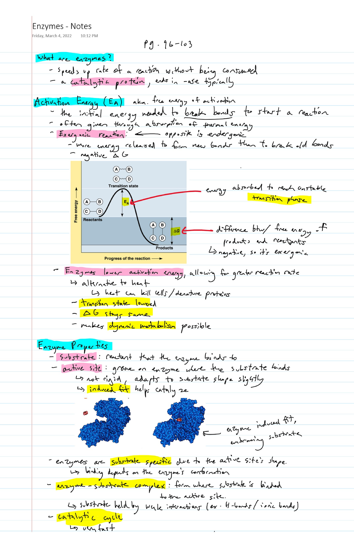 Enzymes Notes Bio152 Studocu