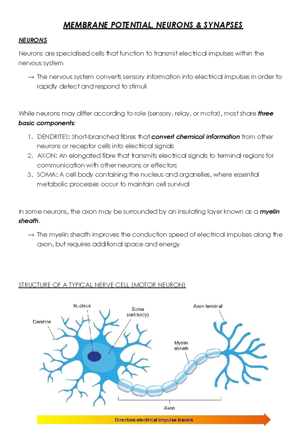 Cell Bio Revision Notes - MEMBRANE POTENTIAL, NEURONS & SYNAPSES ...