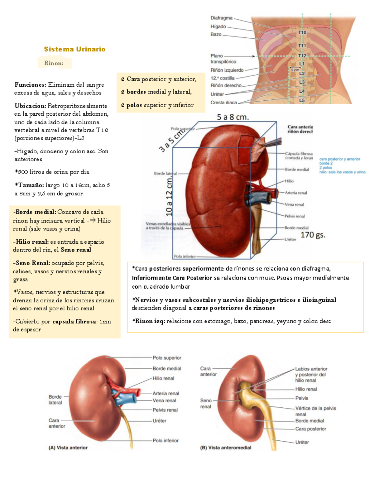 Sistema Urinario Resumo Sistema - Thumb 1200 1553 