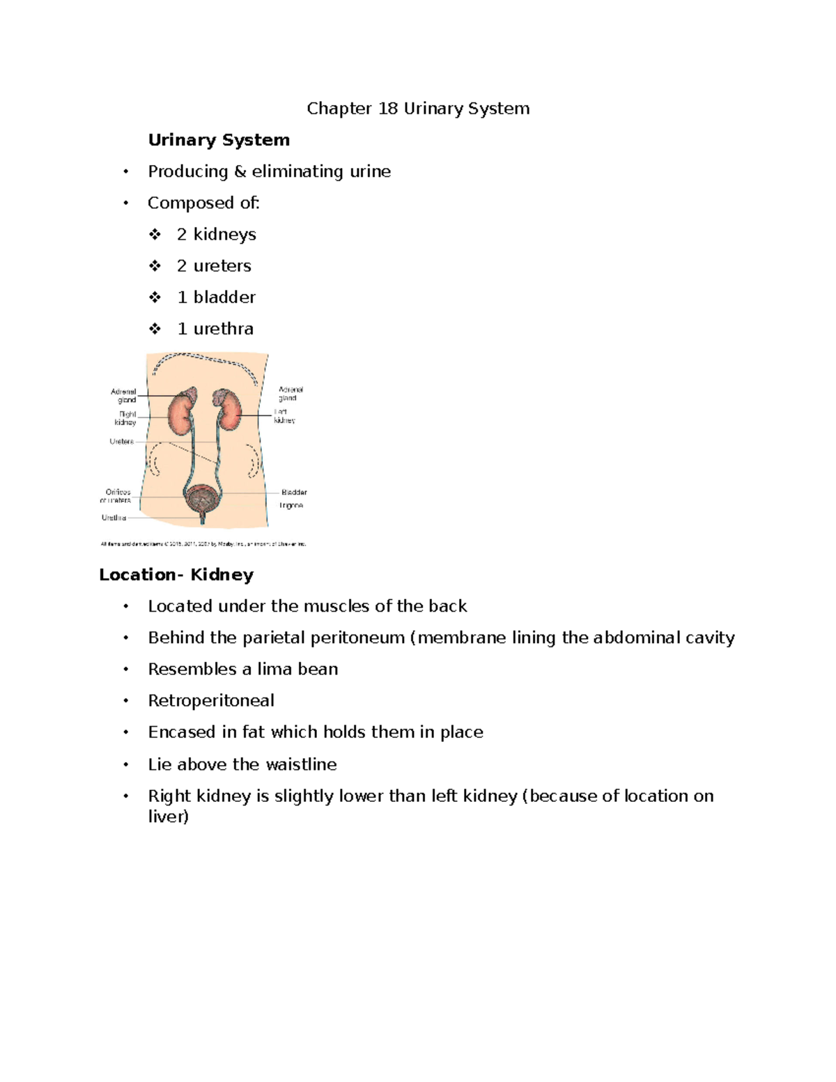 Chapter 18 Urine Notes - Elimination - Chapter 18 Urinary System ...