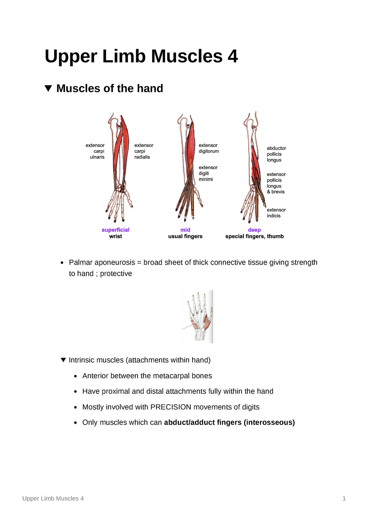 MMED3932 Upper Limb Muscles 4 - Upper Limb Muscles 4 Muscles of the ...