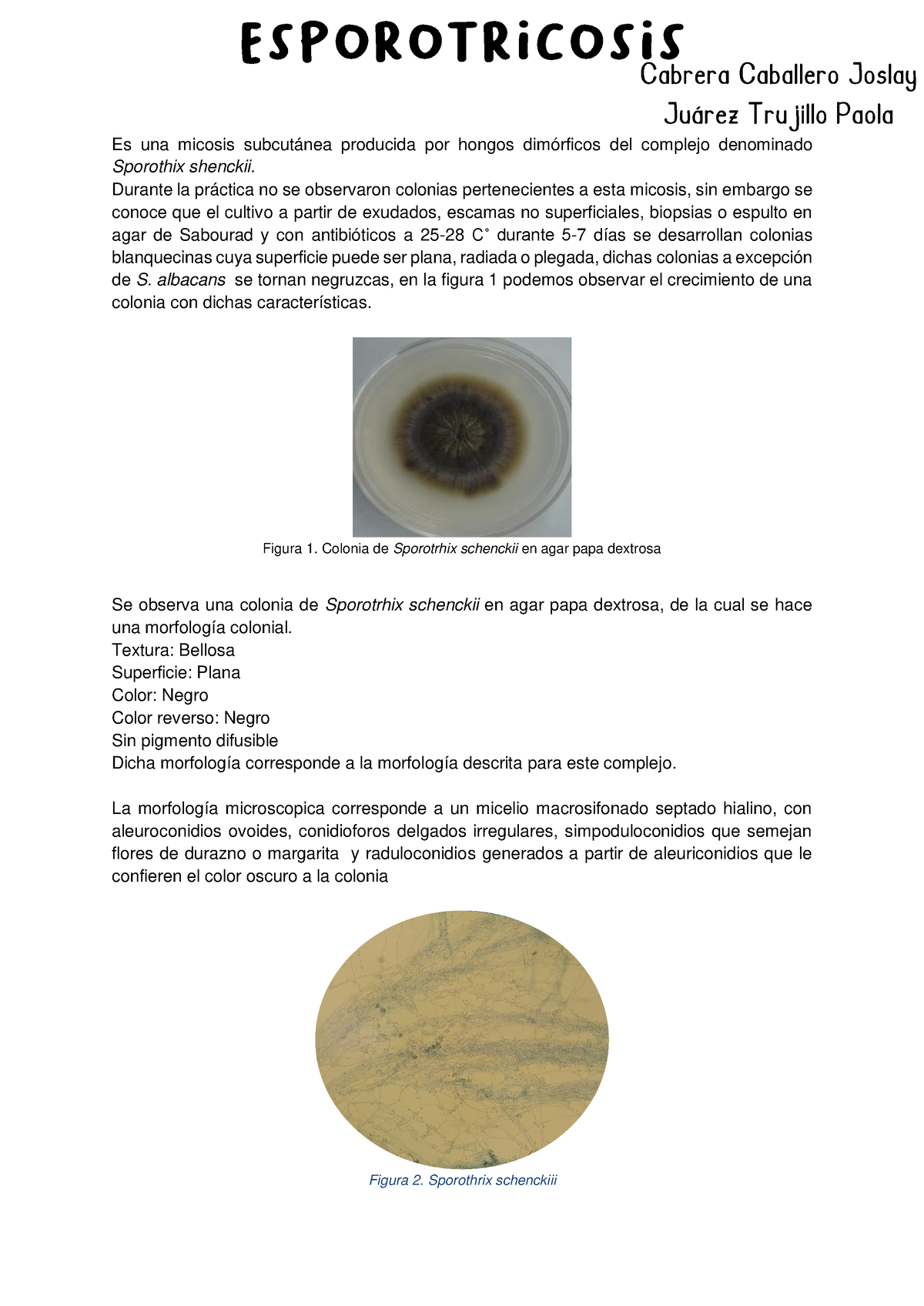 Esporotricosis - Es una micosis subcutánea producida por hongos ...