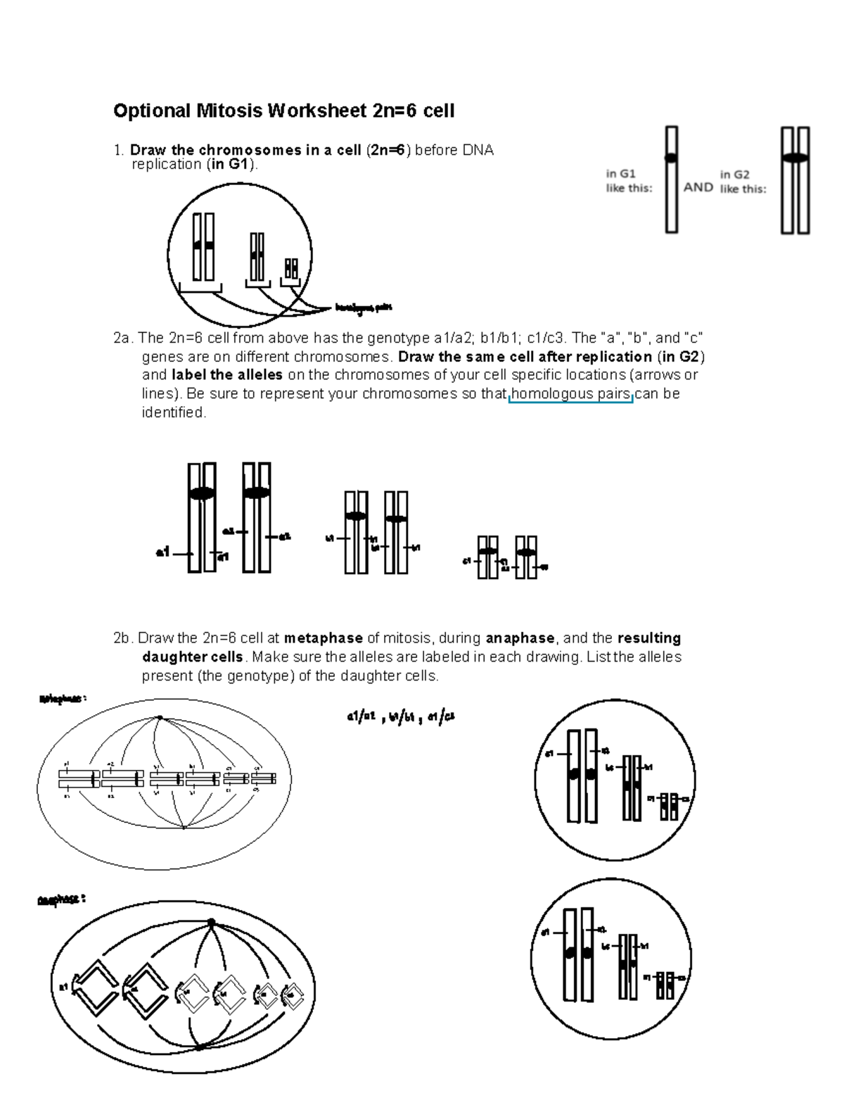 worksheet-1-mitosis-2n-6-cell-optional-mitosis-worksheet-2n-6-cell-1