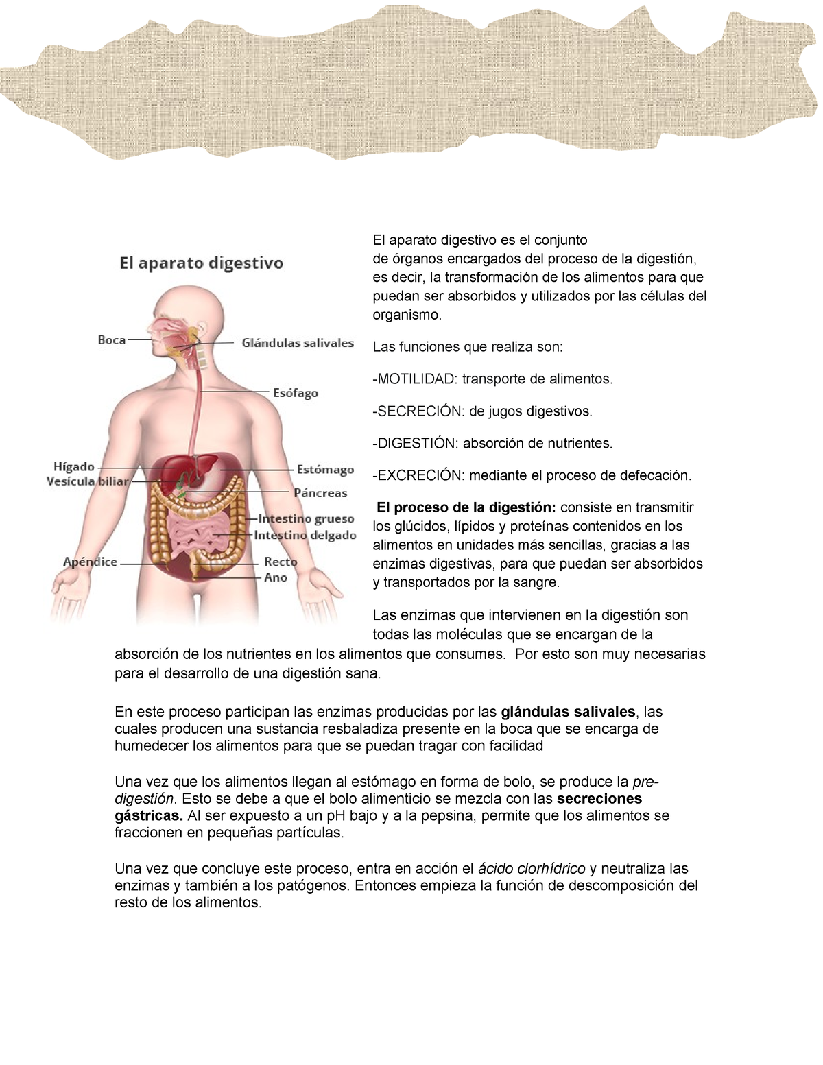 Sistema Digestivo Y Proceso Digestivo El Aparato Digestivo Es El Conjunto De órganos 9645