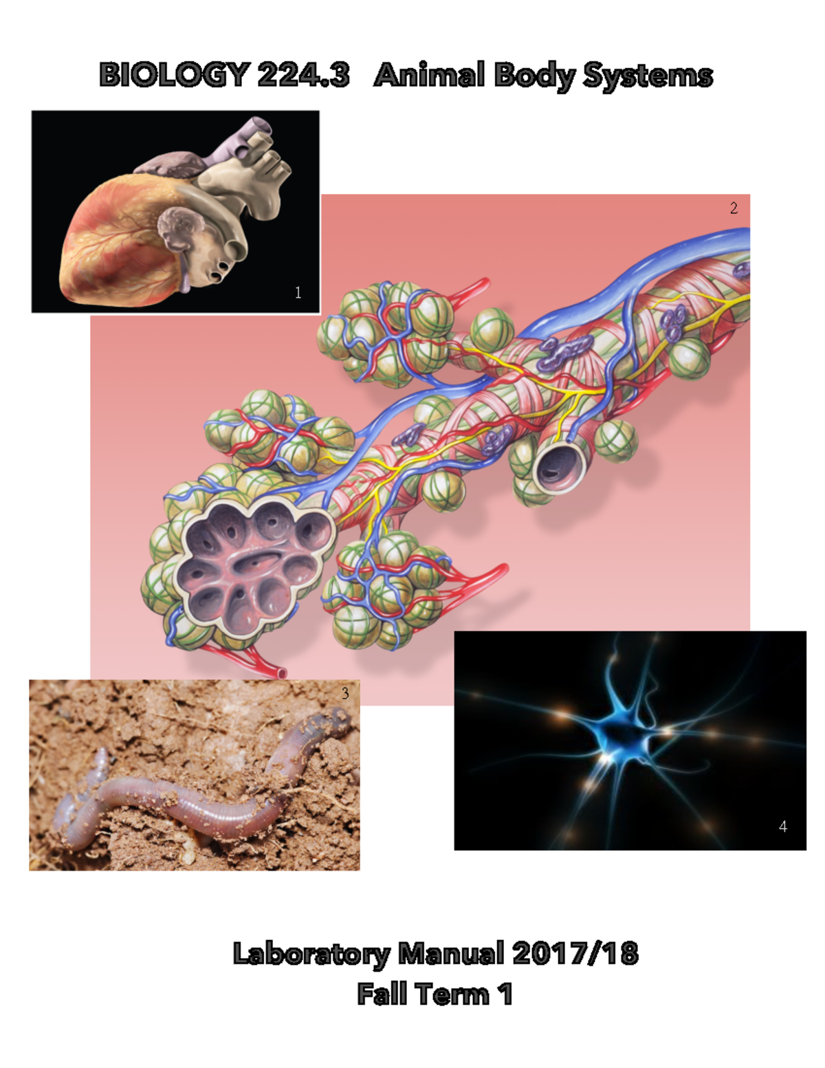 Biol 224 Lab Manual 2017-18 Term 1 - Animal Body Systems Laboratory ...