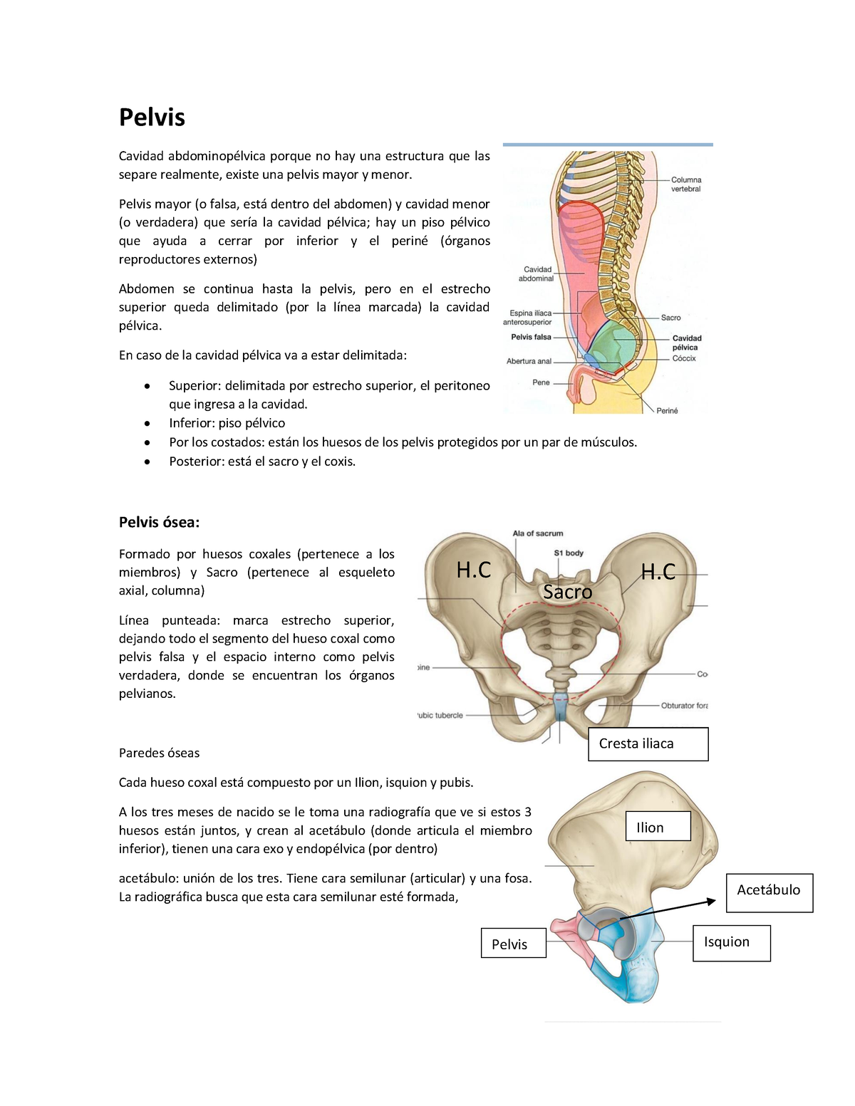 Pelvis 1 - Hola - Pelvis Cavidad Abdominopélvica Porque No Hay Una ...