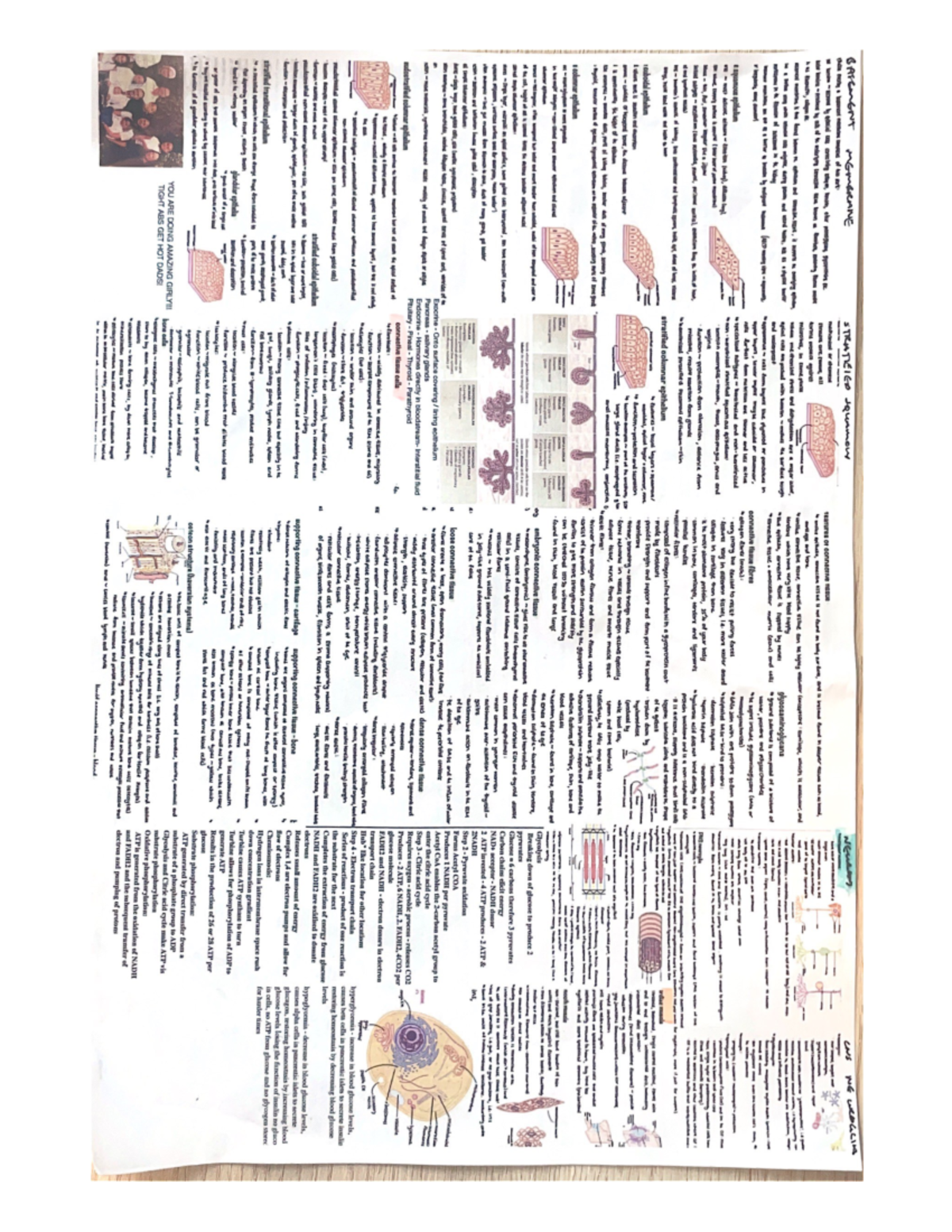 Cheat sheet for mid term - Biology for Biomedical Science: Cellular ...