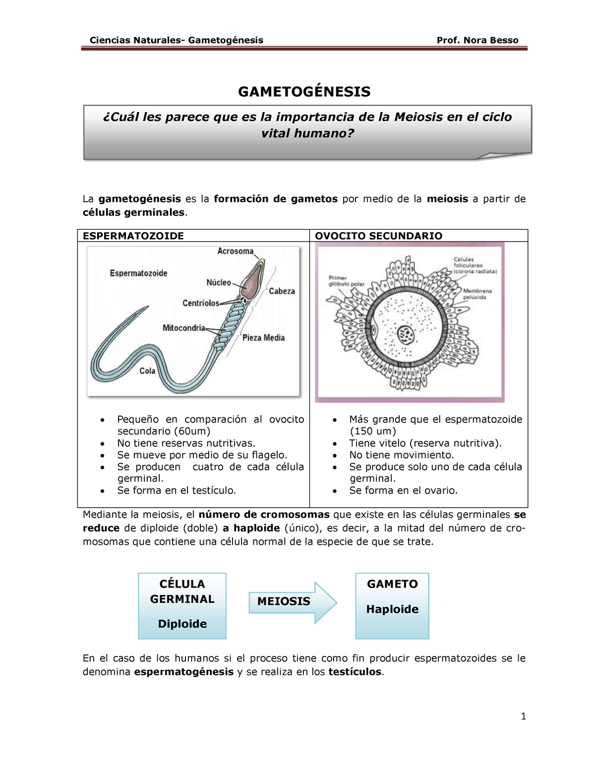 Gametogenesis Gametog La Gametog Nesis Es La Formaci N De Gametos