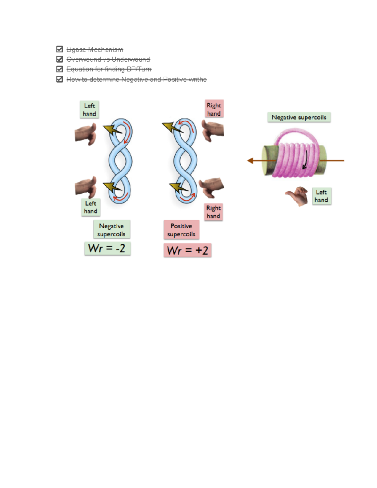 Run The List 2 - Practice - Ligase Mechanism Overwound vs Underwound ...