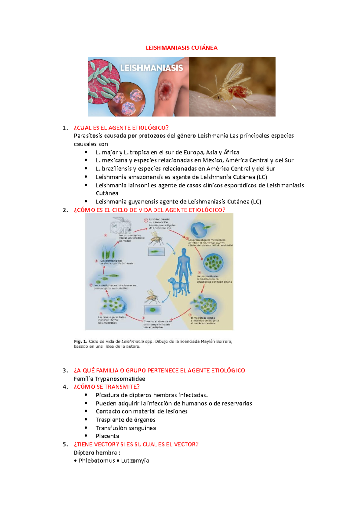 Leishmaniasis Cutánea - LEISHMANIASIS CUTÁNEA 1. ¿CUAL ES EL AGENTE ...